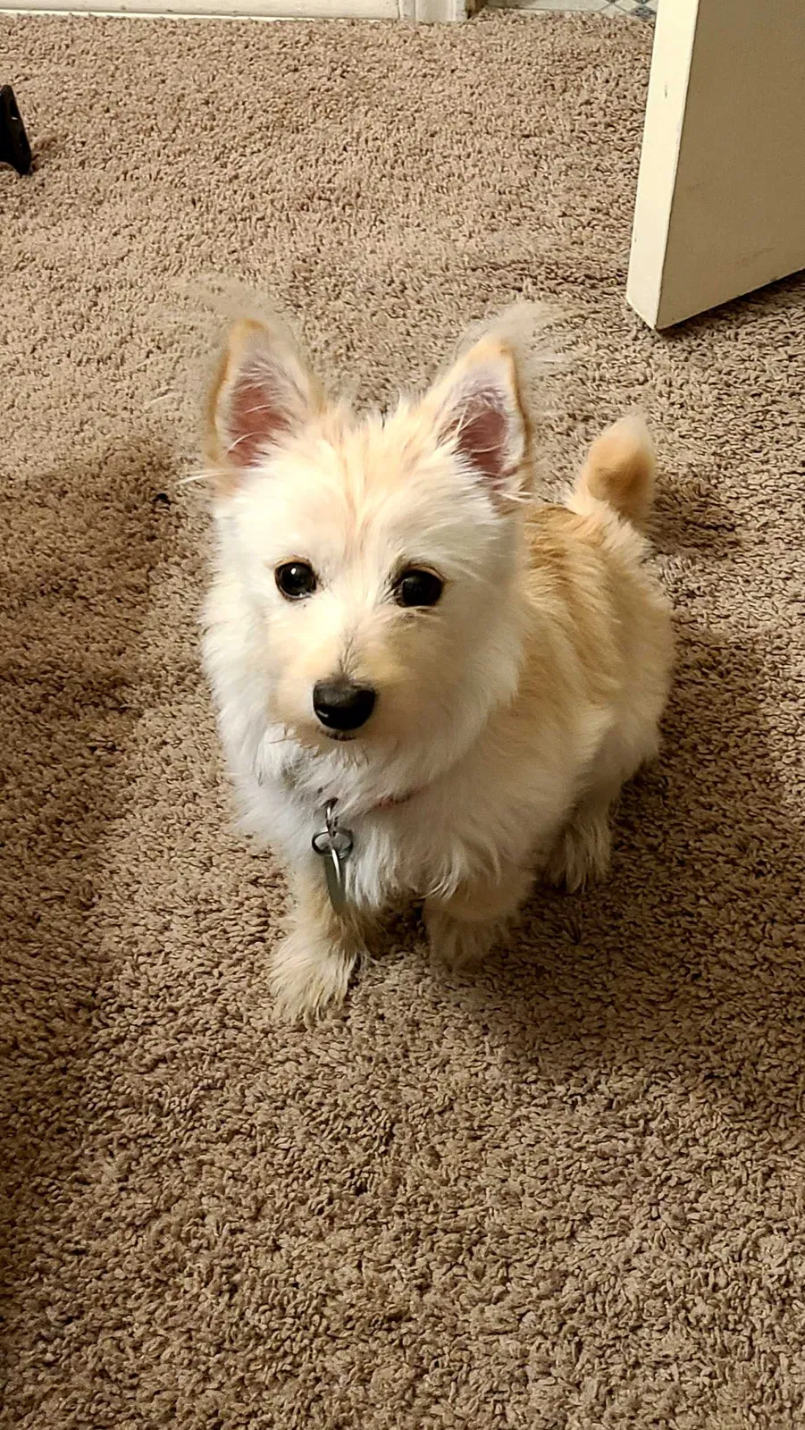 Lost dog in Killeen, TX, 76549