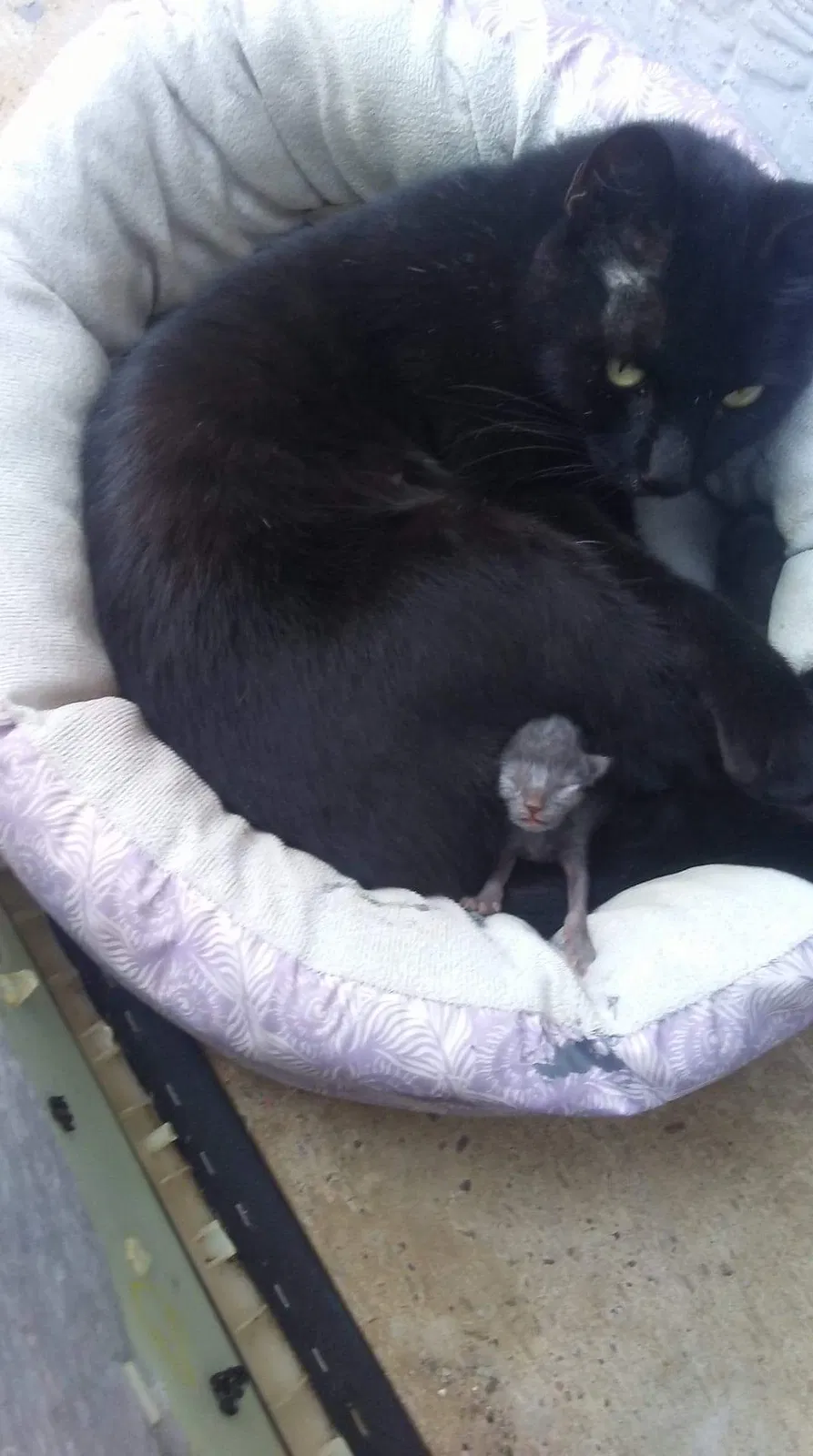 Lost cat in Laredo, TX, 78046