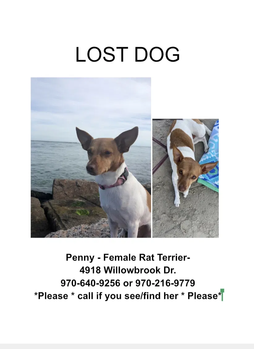 Lost dog in Corpus Christi, TX, 78411