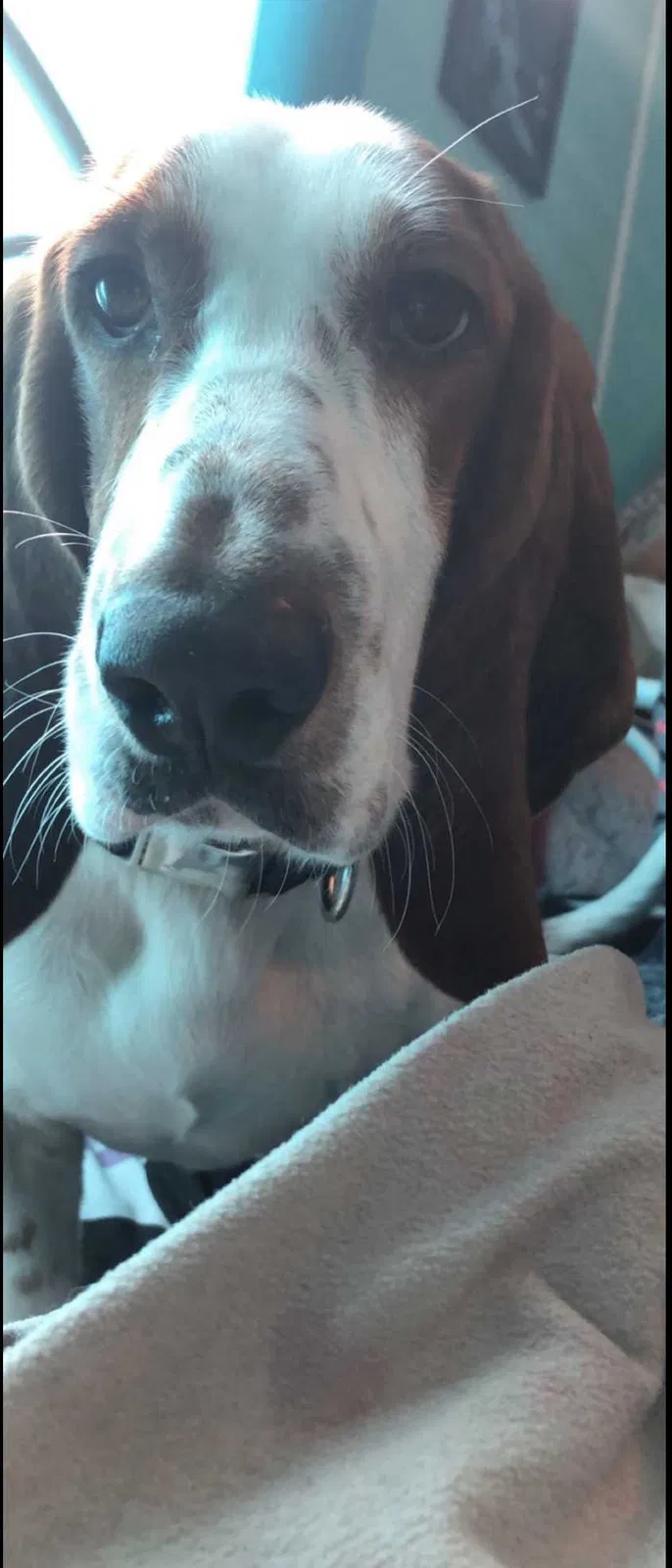 Lost dog in Savannah, GA, 31408