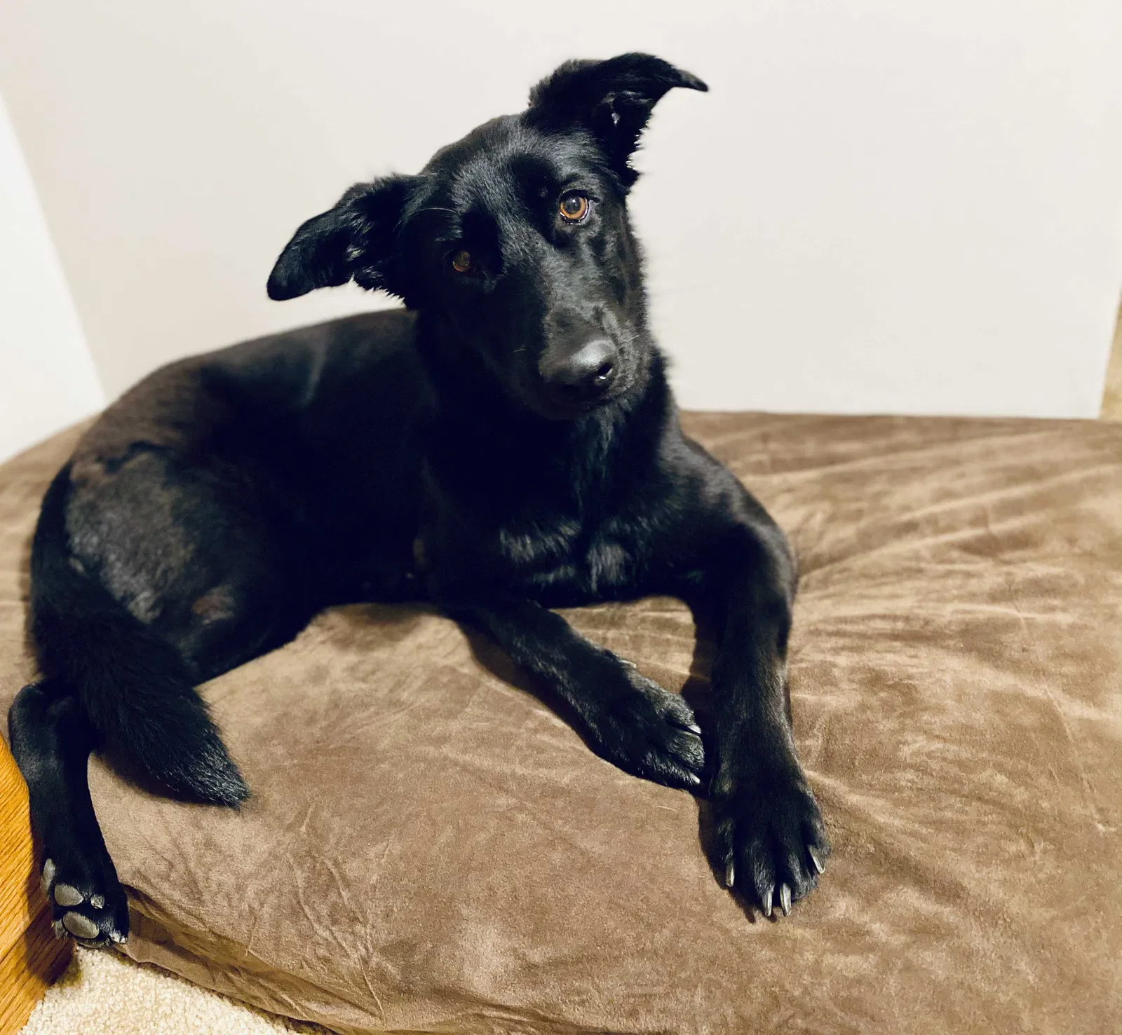 Lost dog in Fort Bragg, NC, 28307