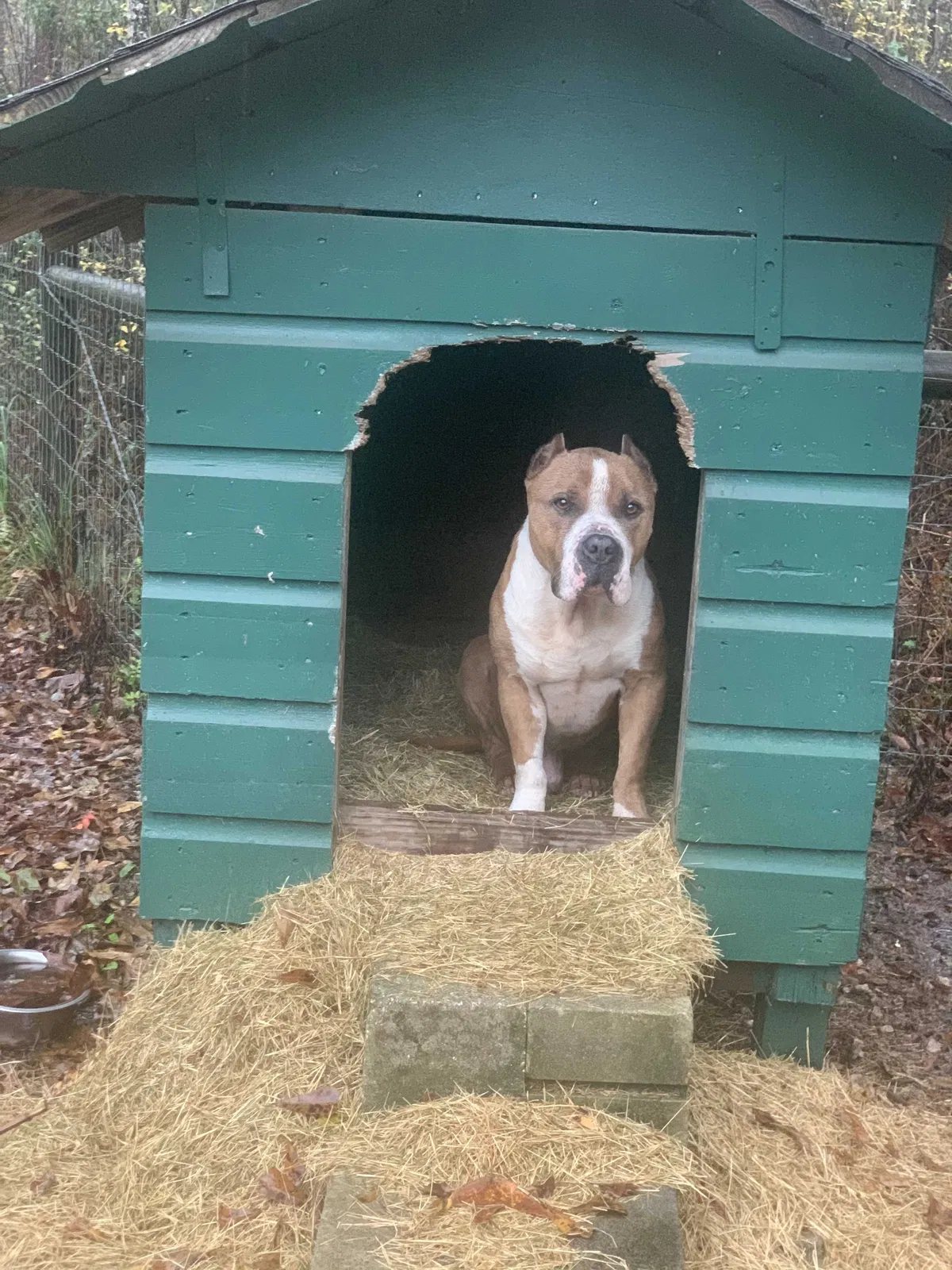 Lost dog in Tallahassee, FL, 32305