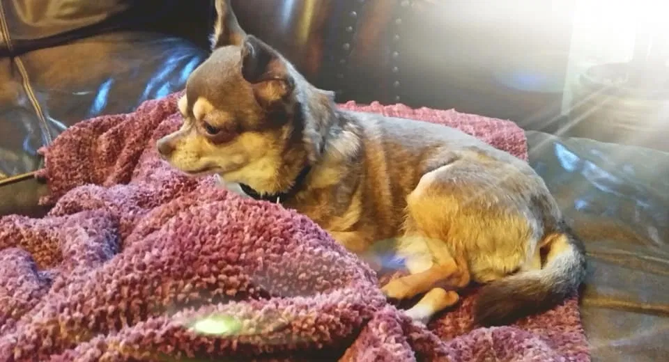 Lost dog in Mobile, AL, 36619