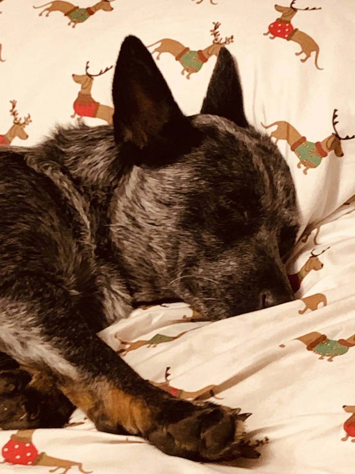 Lost dog in Piney Flats, TN, 37686