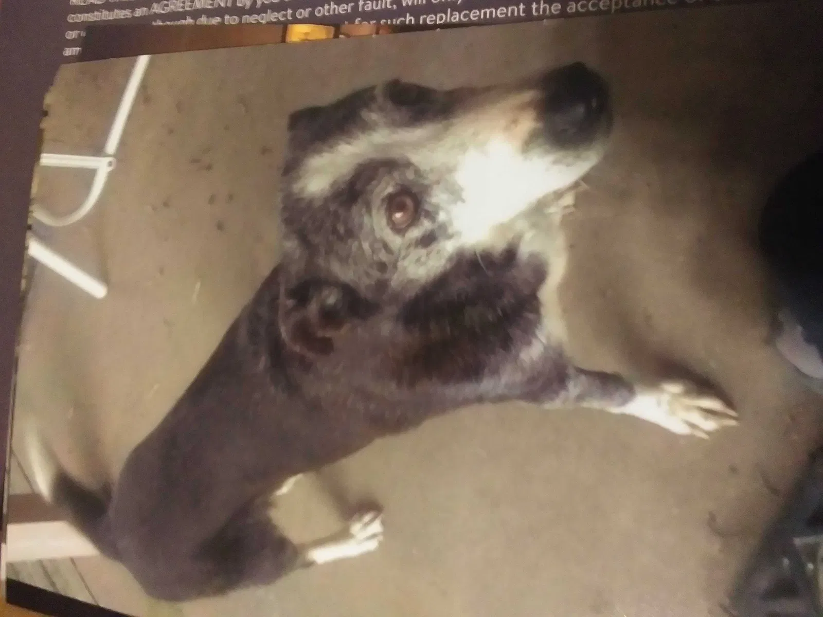 Lost dog in Mountainburg, AR, 72946