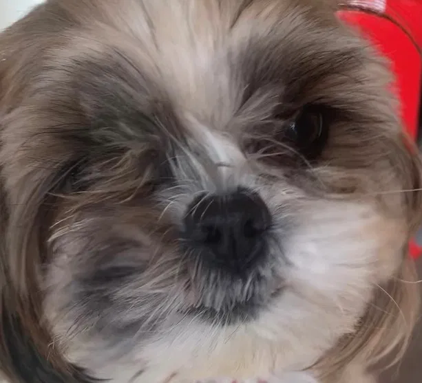 Lost dog in Spokane, WA, 99223