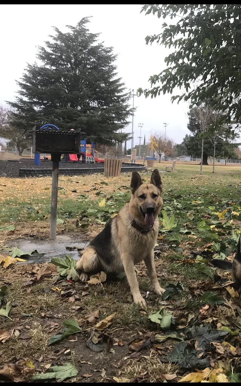 Lost dog in Winton, CA, 95388