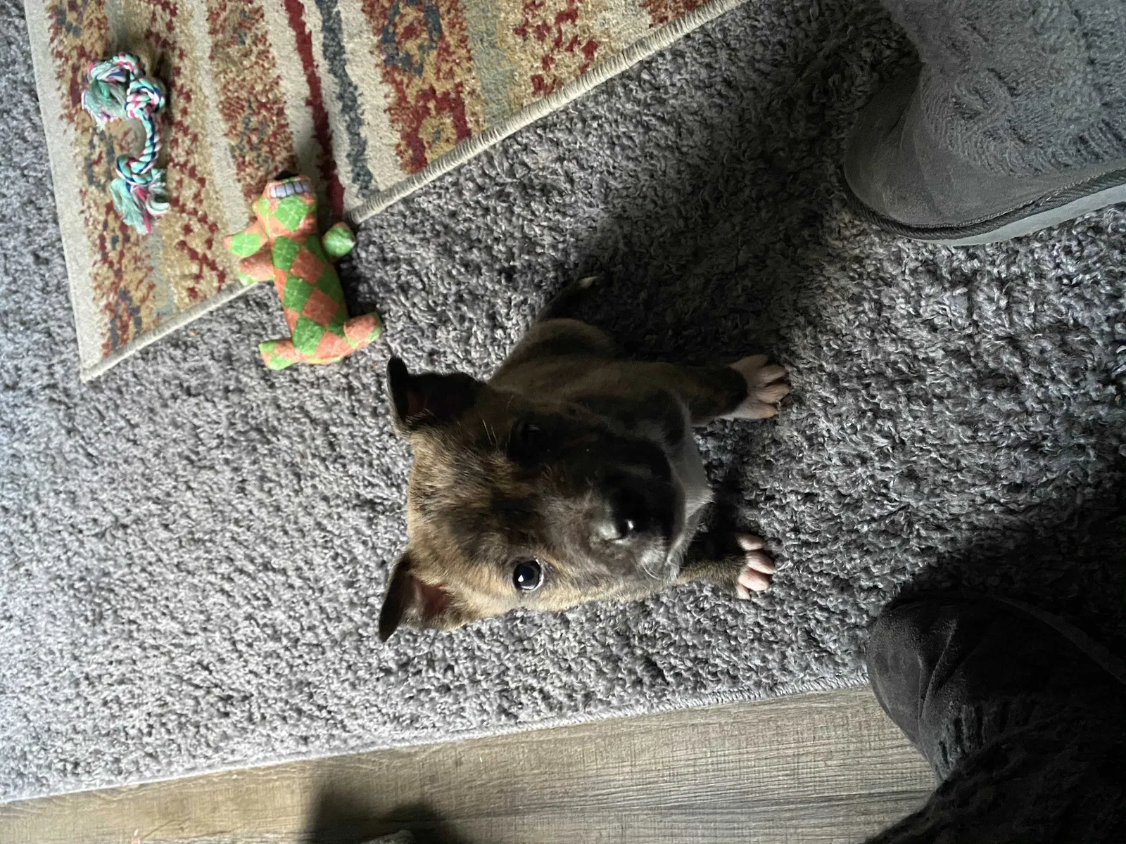 Lost dog in Yakima, WA, 98901