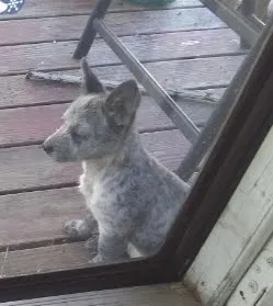 Lost dog in Bryan, TX, 77807