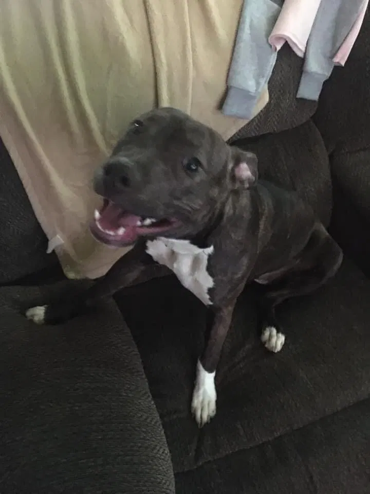 Lost dog in Charleston, WV, 25387