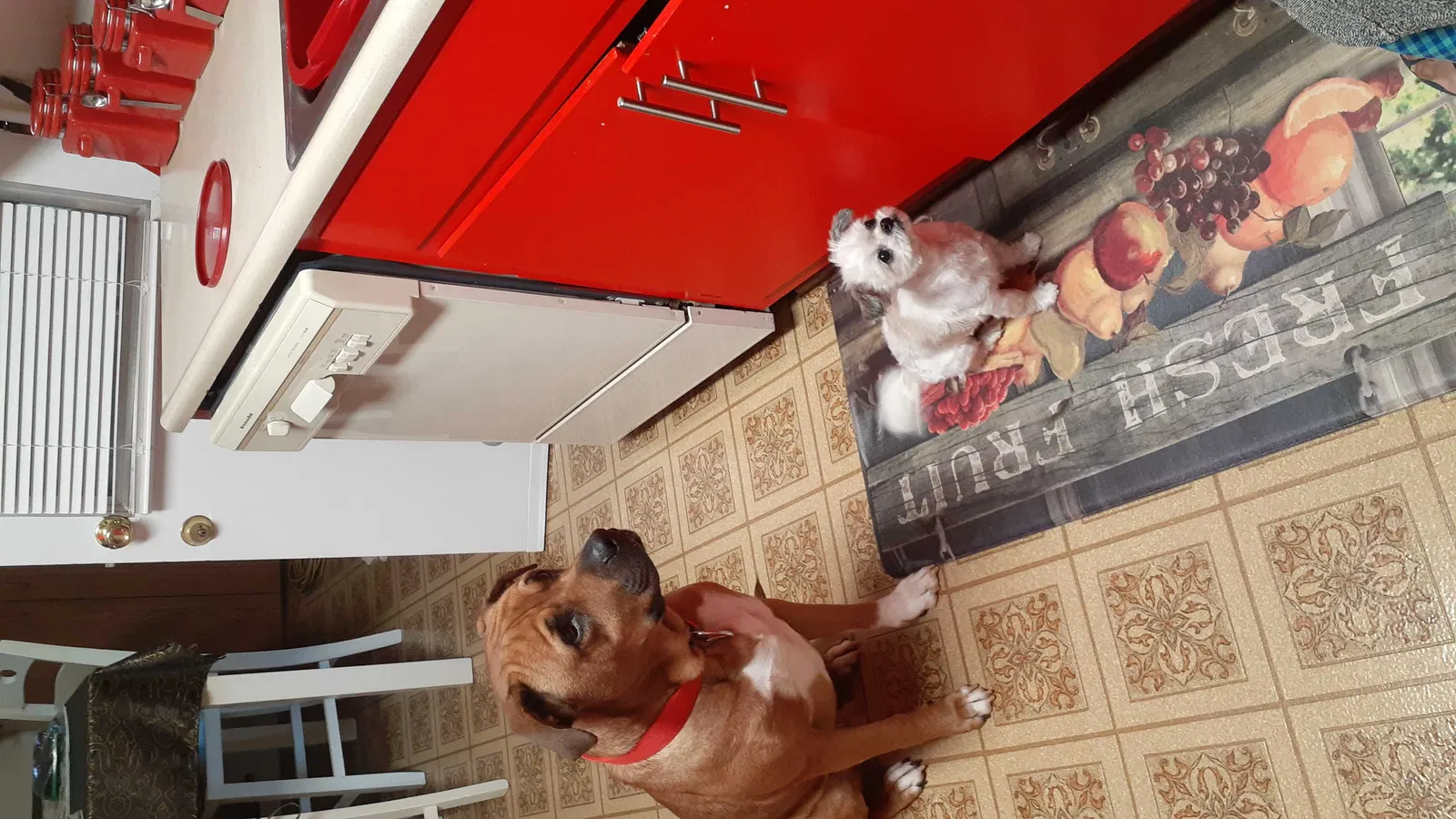 Lost dog in Huntsville, AL, 35816