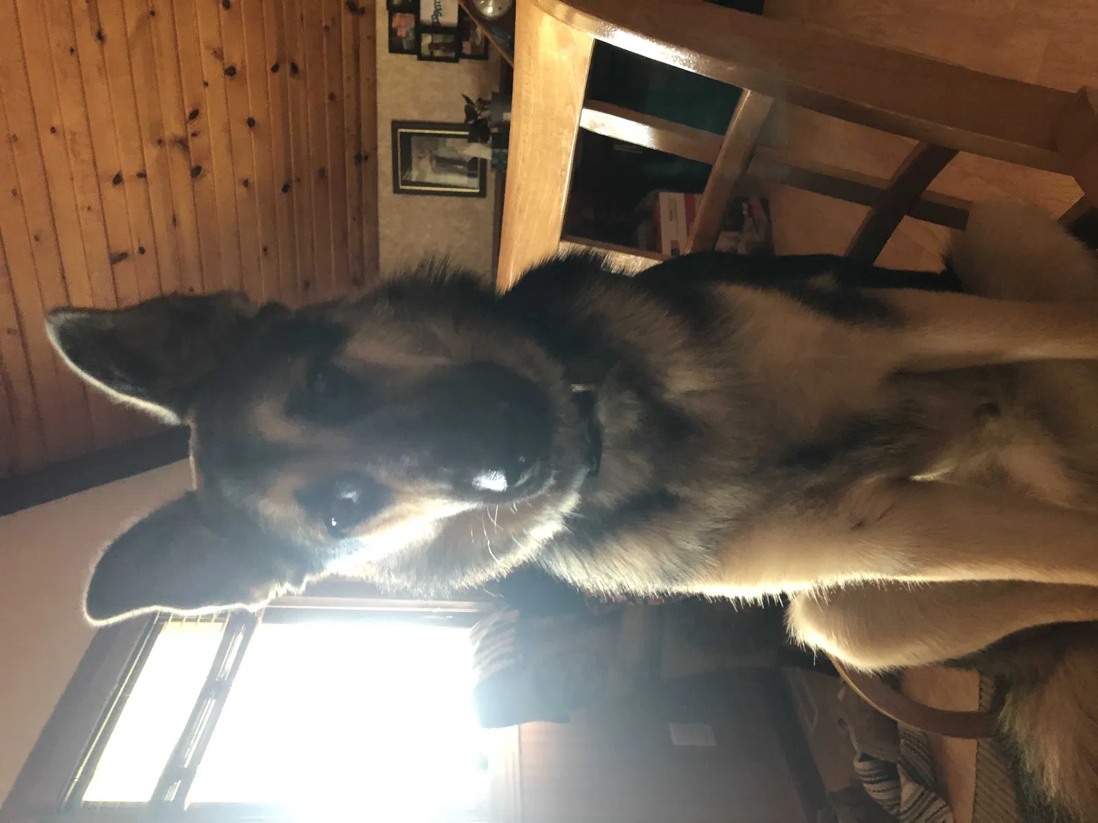 Lost dog in New London, OH, 44851