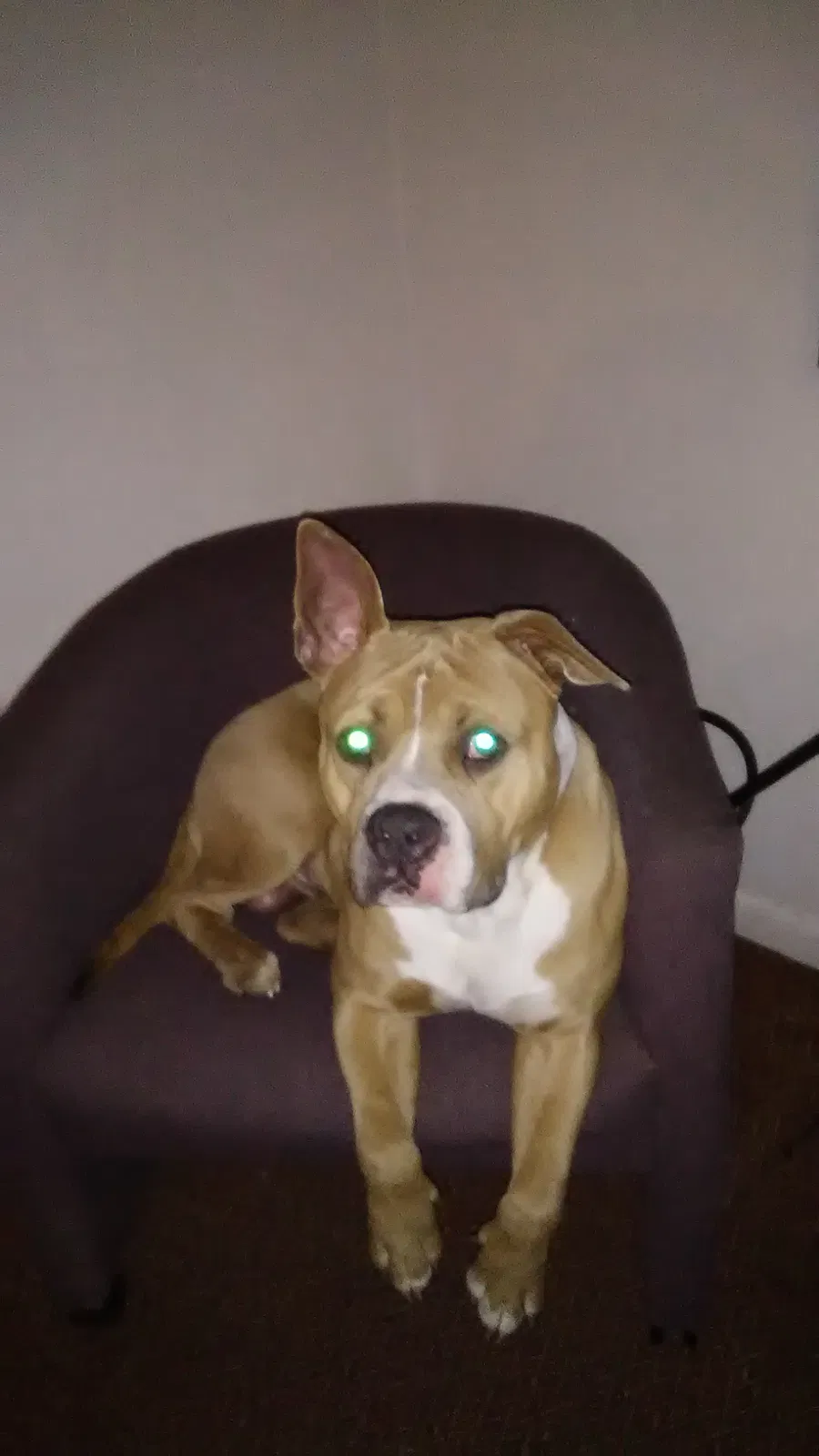 Lost dog in Harleton, TX, 75651