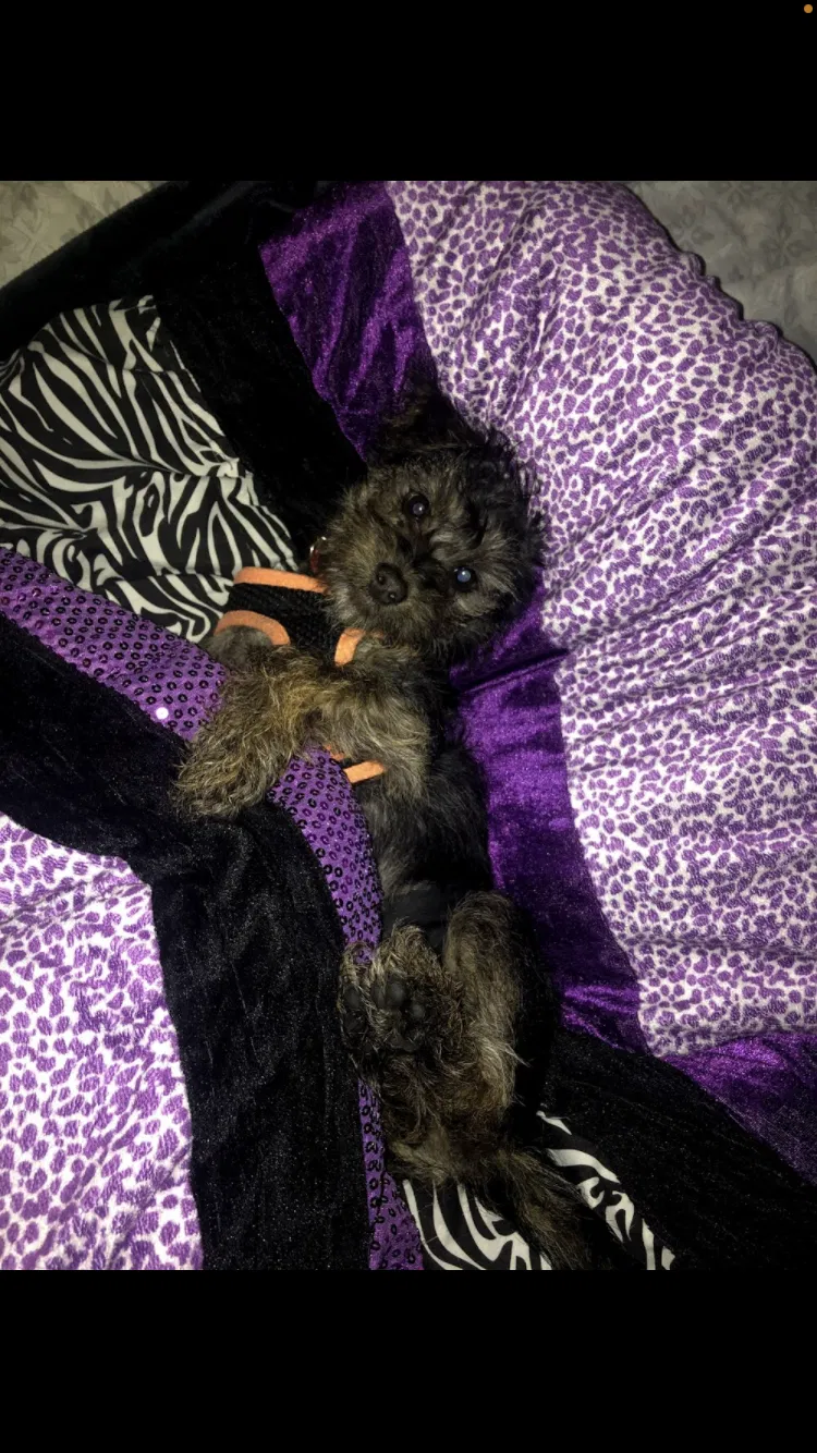 Lost dog in Winder, GA, 30680
