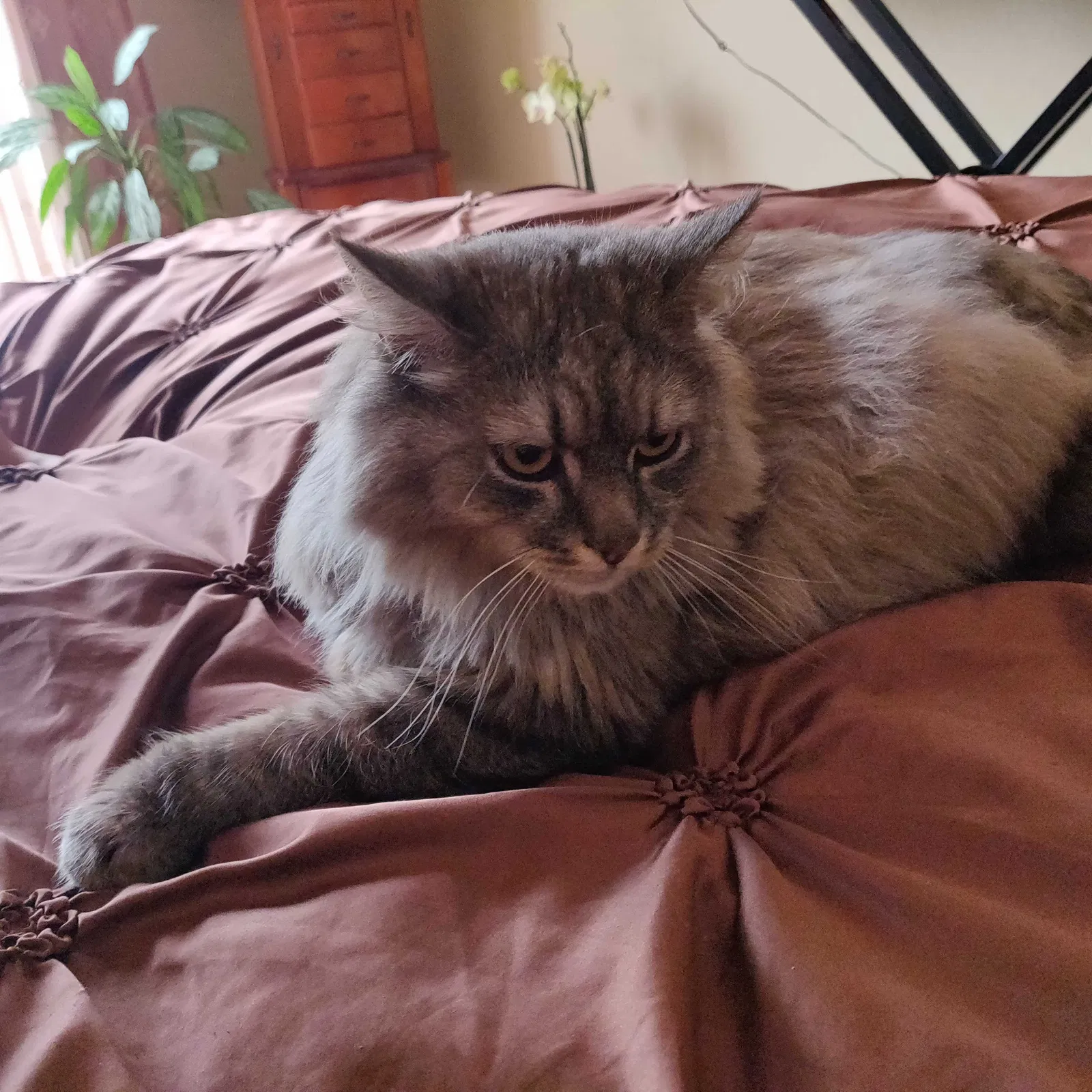 Lost cat in San Diego, CA, 92128