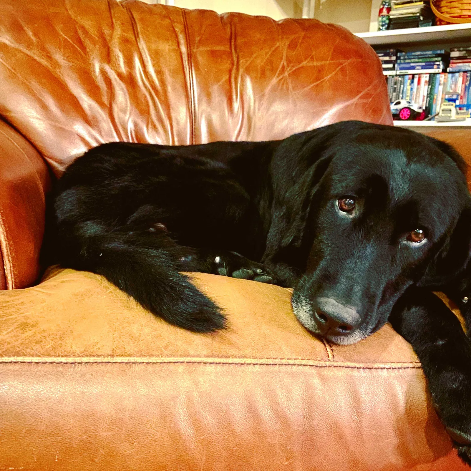Lost dog in Roanoke, VA, 24015