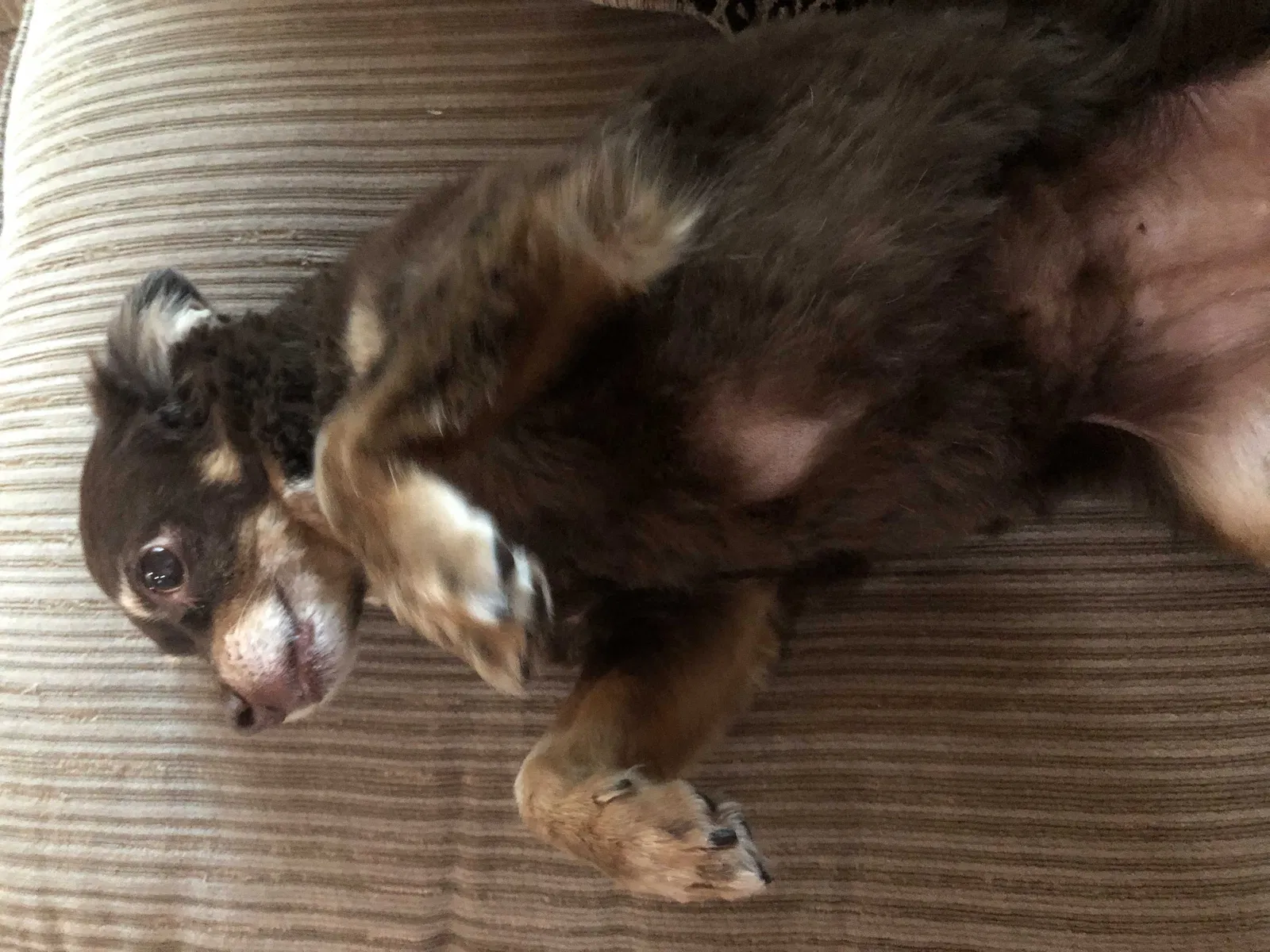 Lost dog in Forest Ranch, CA, 95942