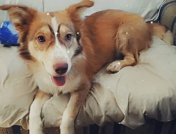 Lost dog in Tyler, TX, 75709