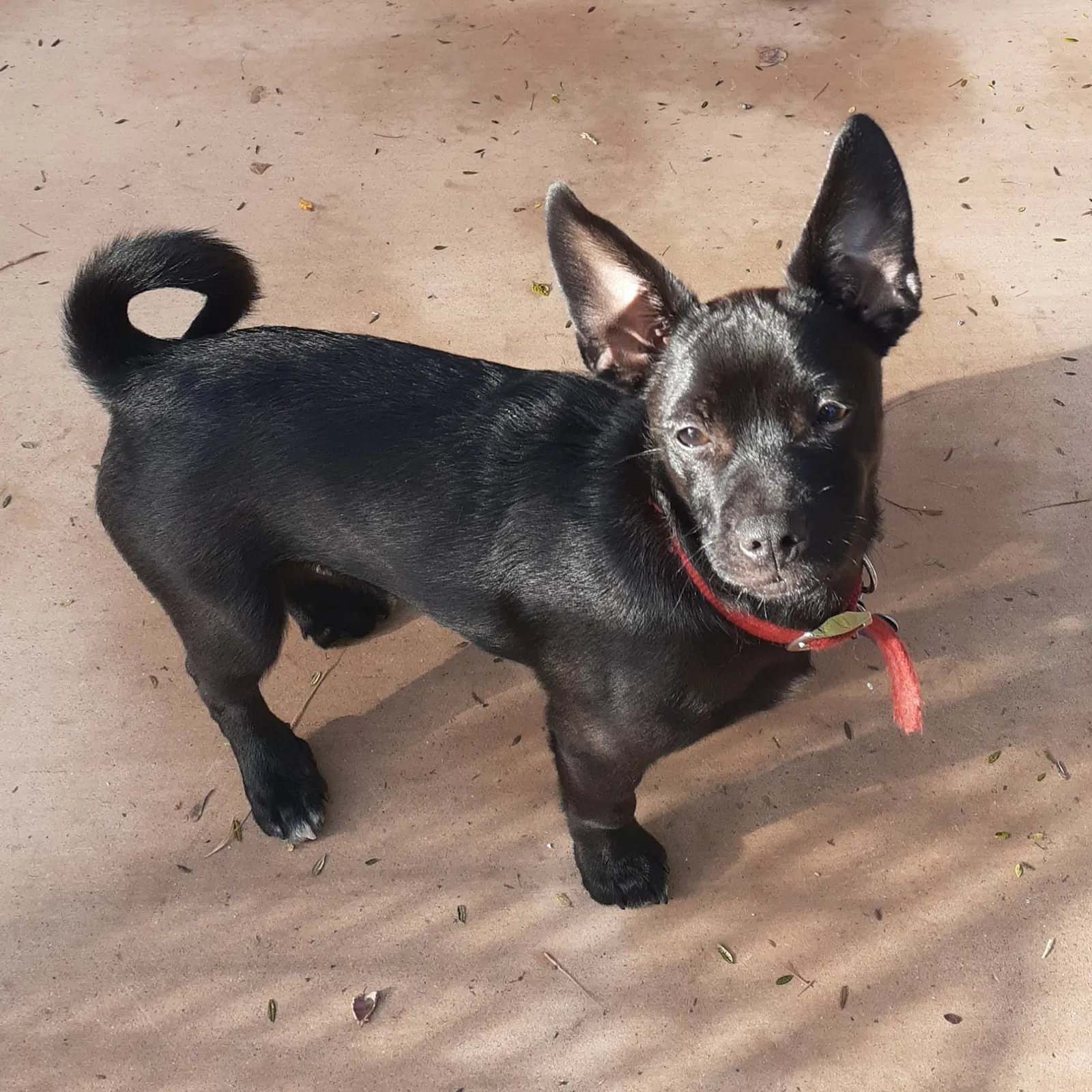 Lost dog in Oroville, CA, 95965