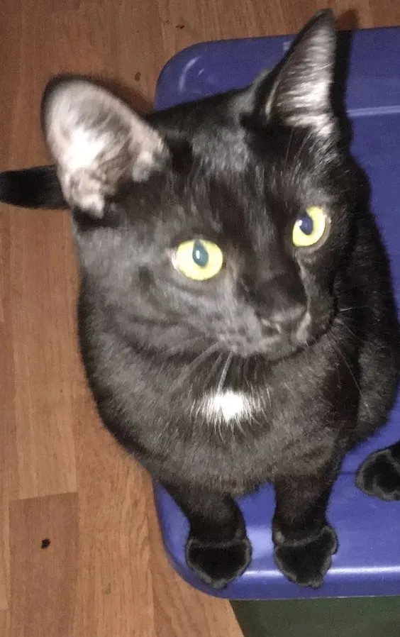Lost cat in Reno, NV, 89506