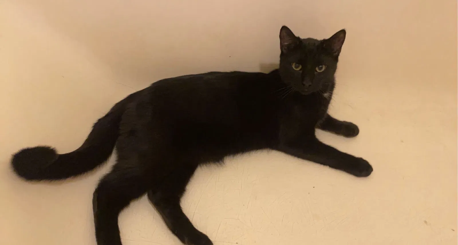 Lost cat in Reno, NV, 89506