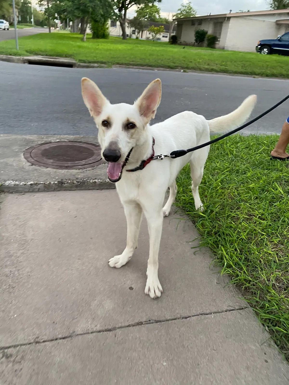 Lost dog in Brownsville, TX, 78520