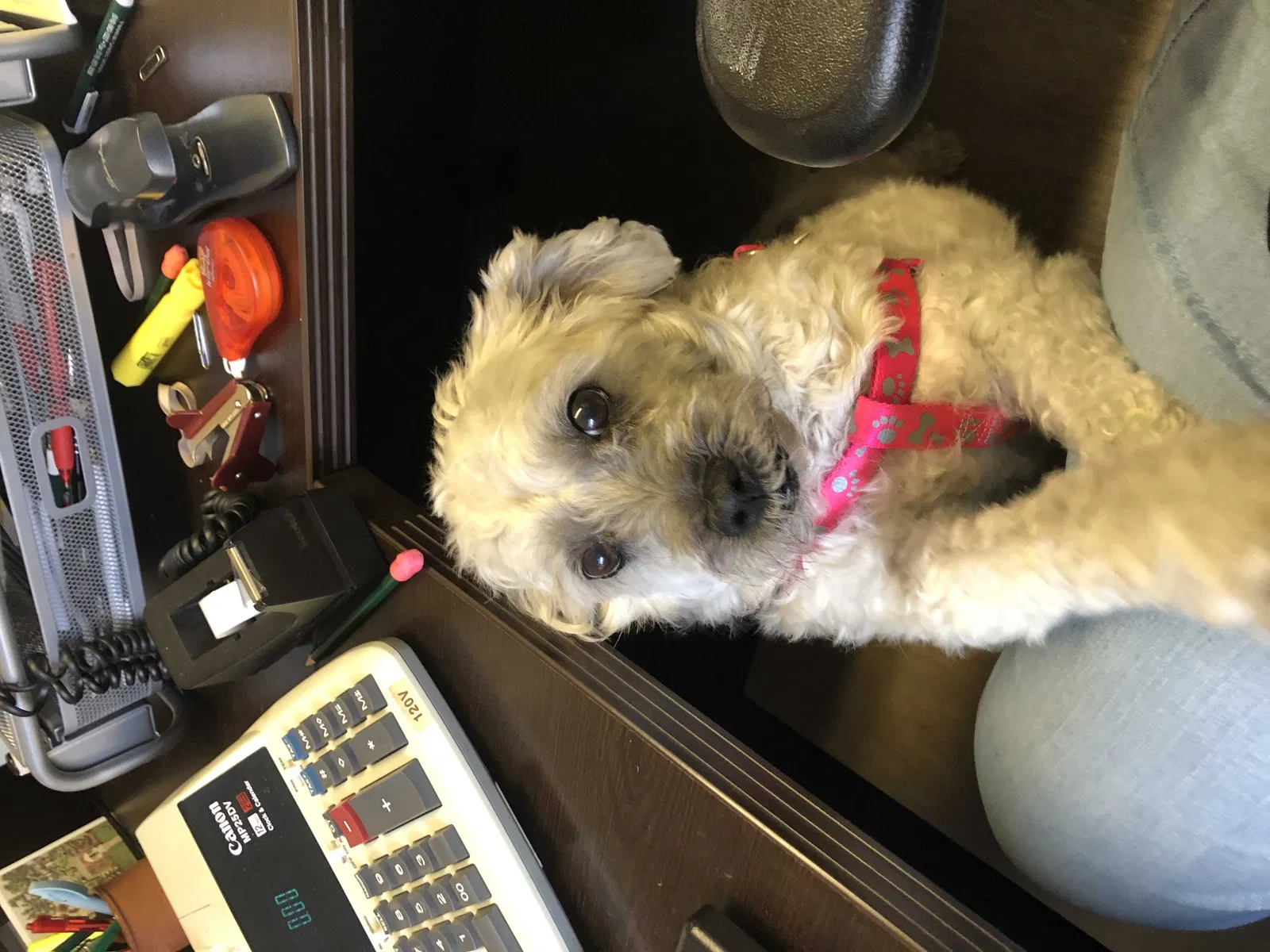 Lost dog in Mineola, NY, 11501