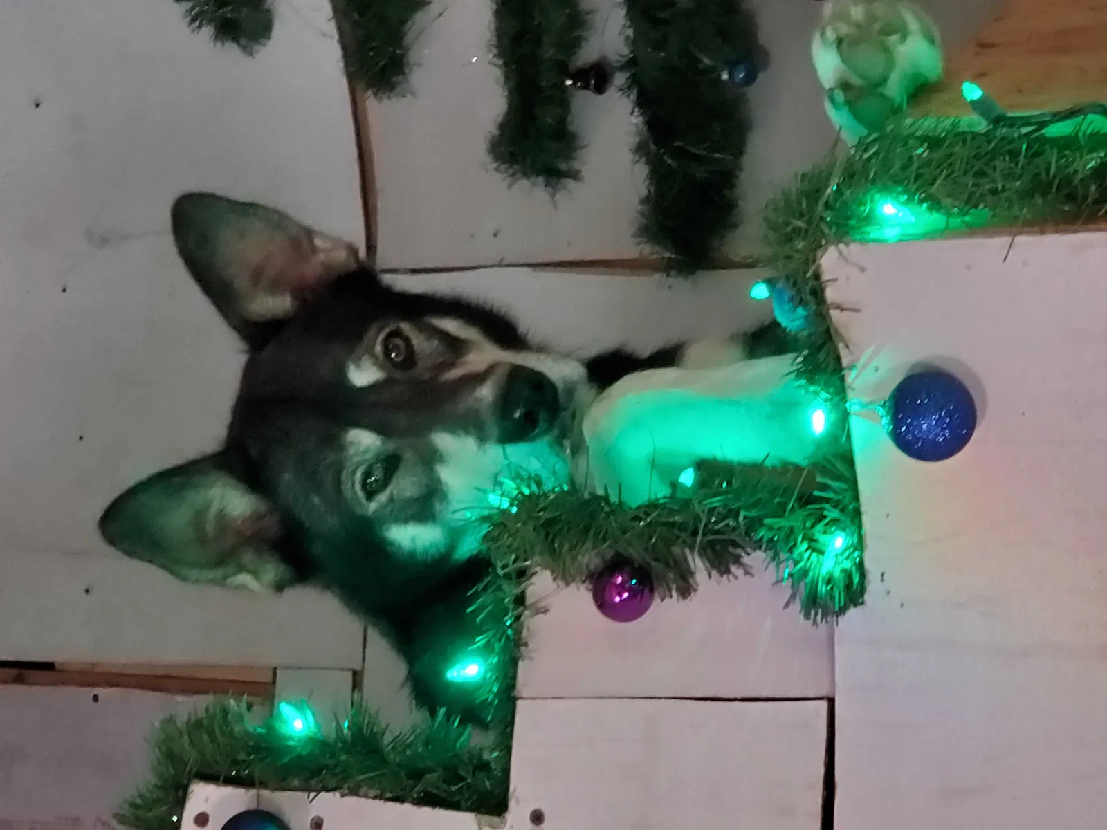 Lost dog in Albuquerque, NM, 87110