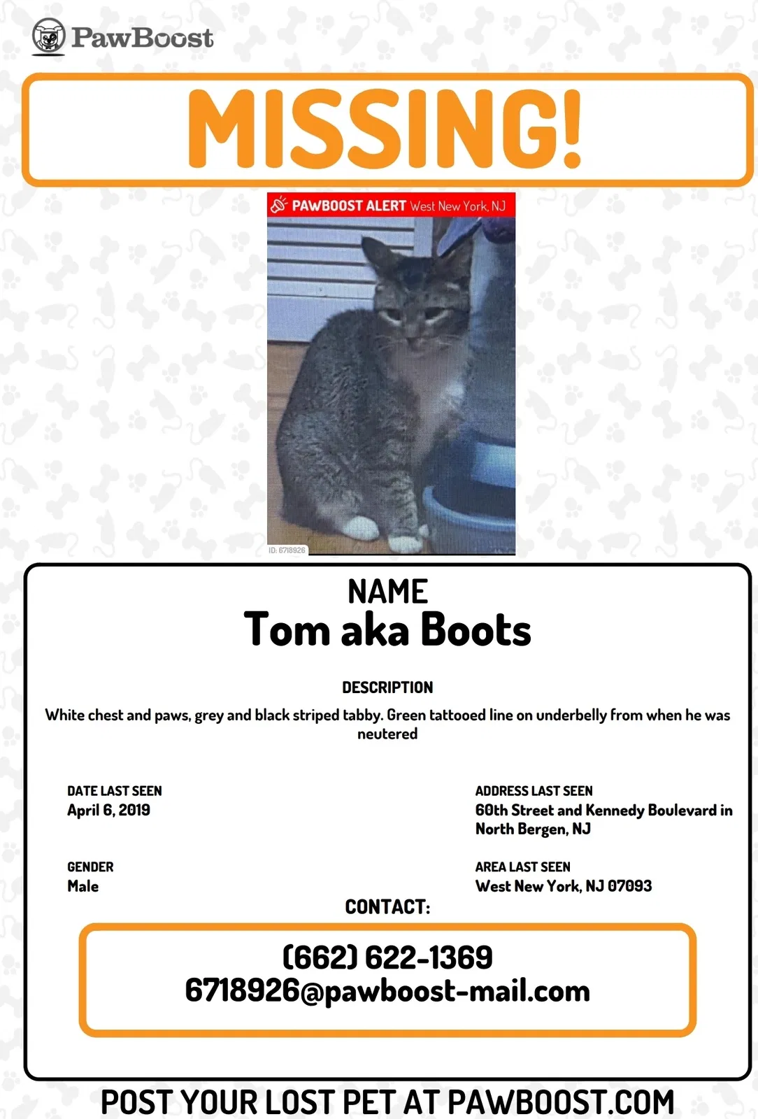 Lost cat in North Bergen, NJ, 7047