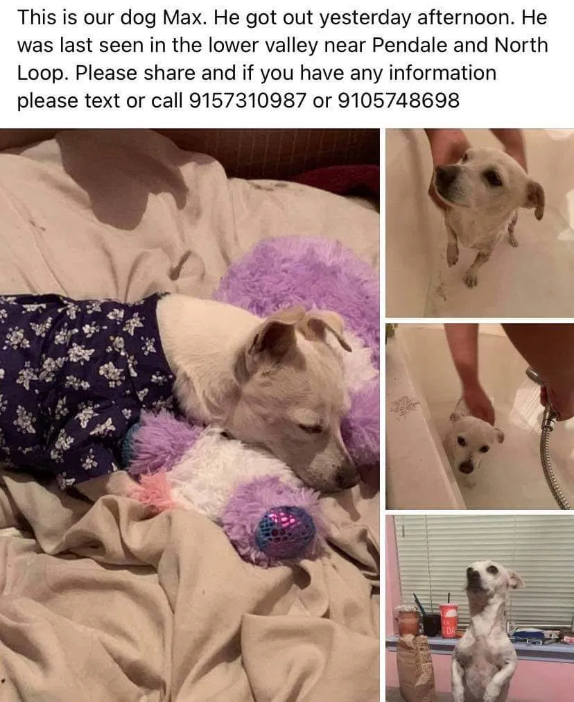 Lost dog in El Paso, TX, 79907