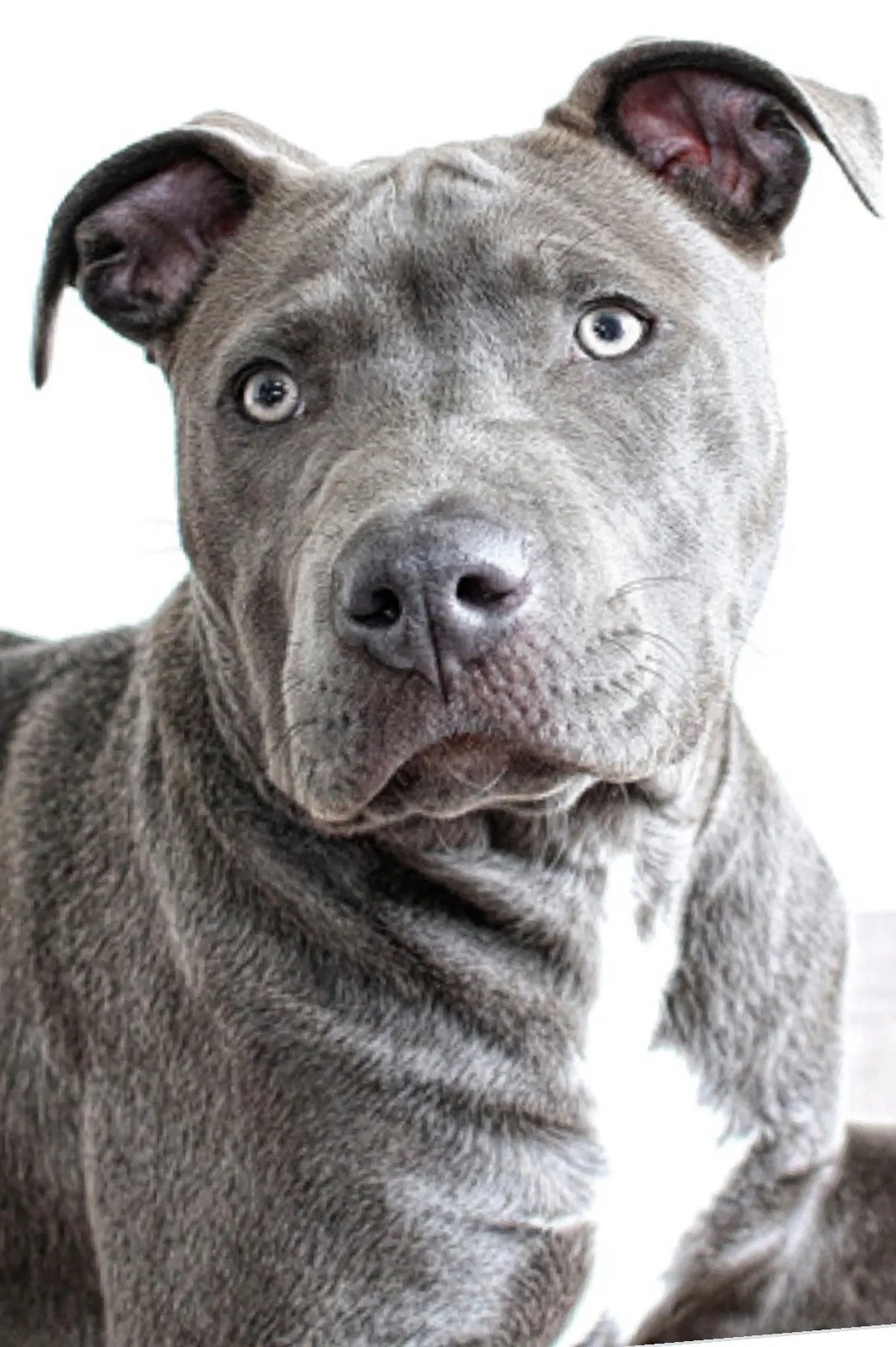 Lost dog in Modesto, CA, 95354