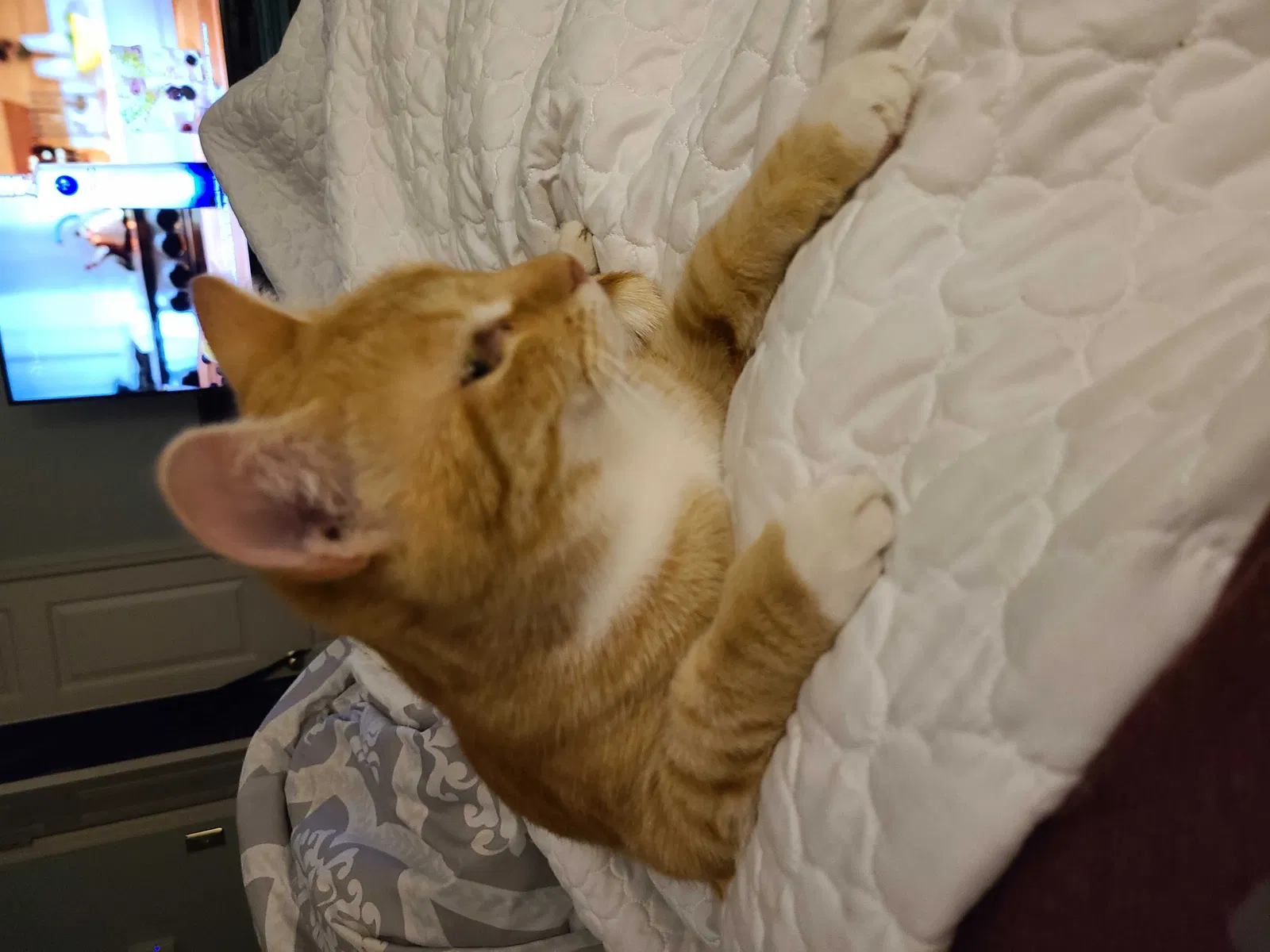 Lost cat in Hampstead, NC, 28443