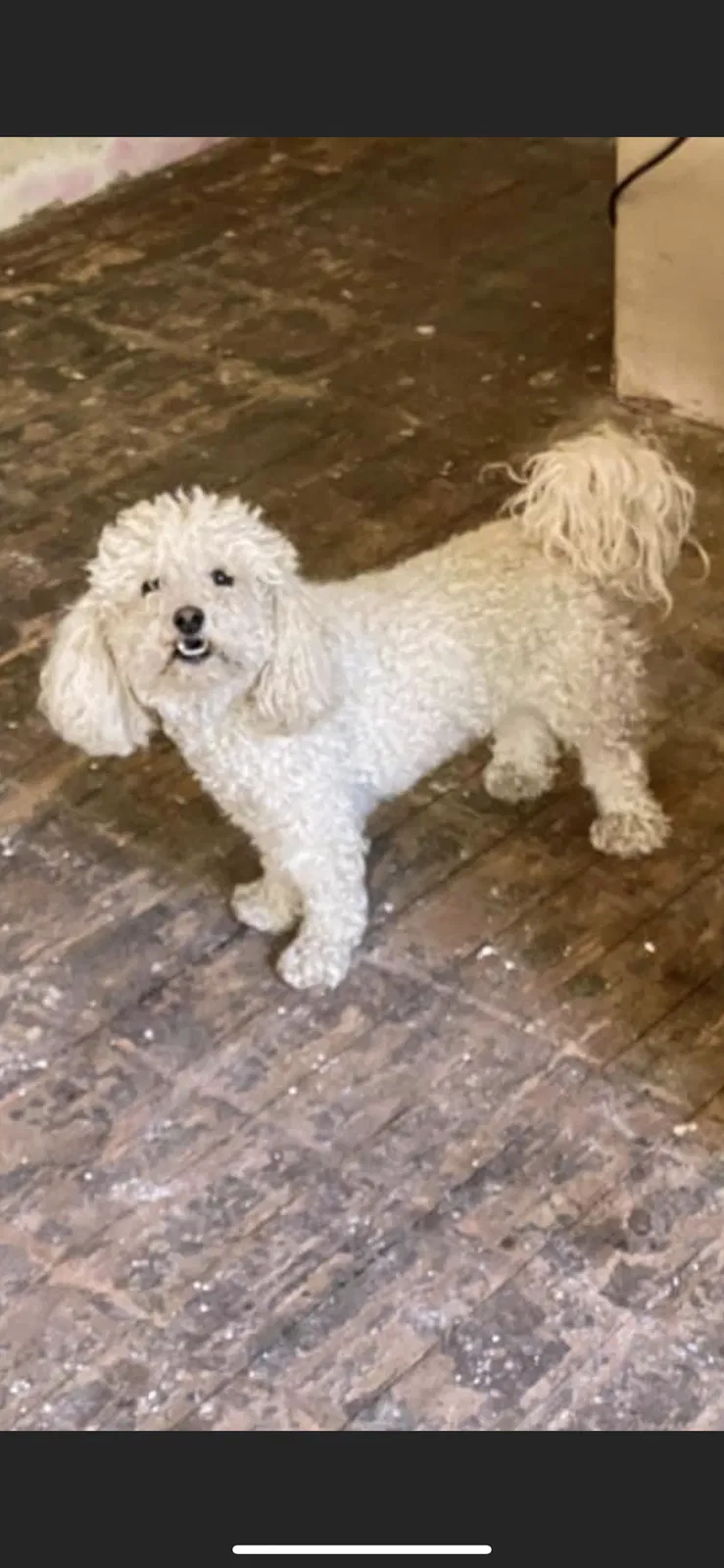 Lost dog in Oakland, CA, 94601