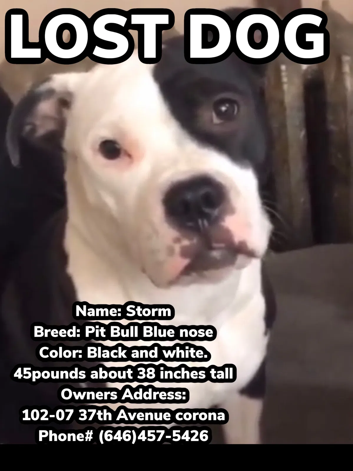 Lost dog in Corona, NY, 11368