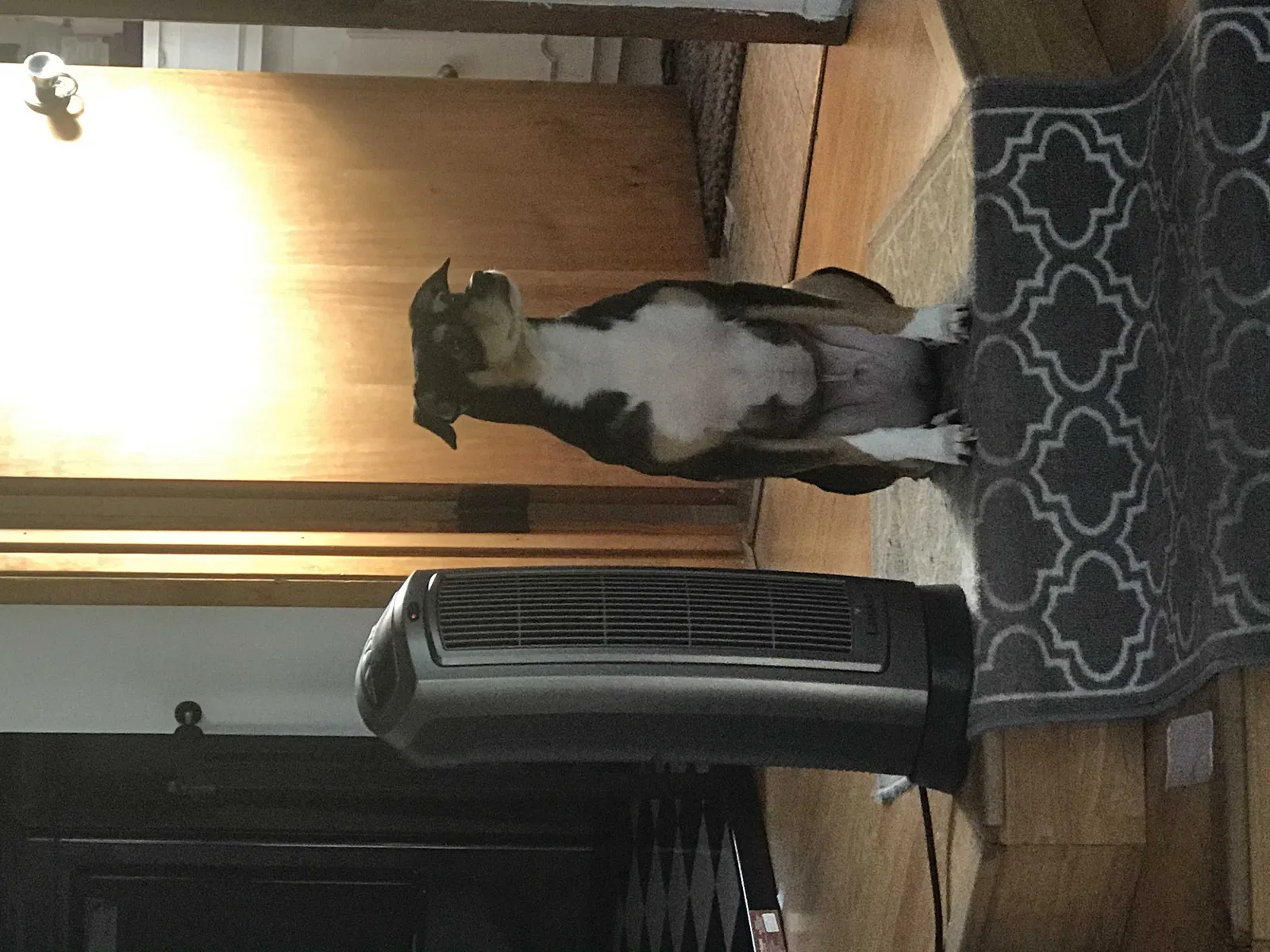 Lost dog in Los Angeles, CA, 90045