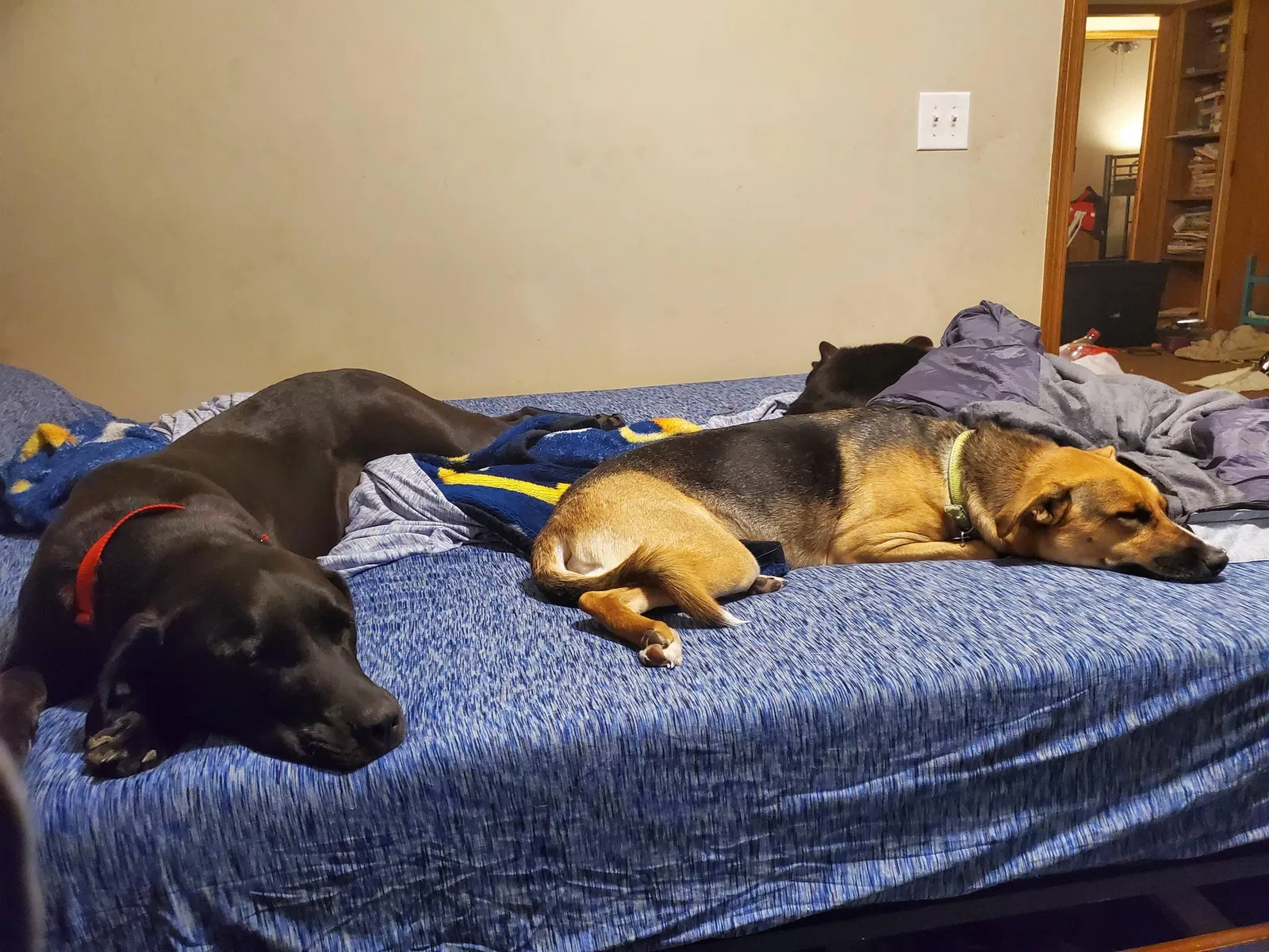 Lost dog in Wichita, KS, 67211
