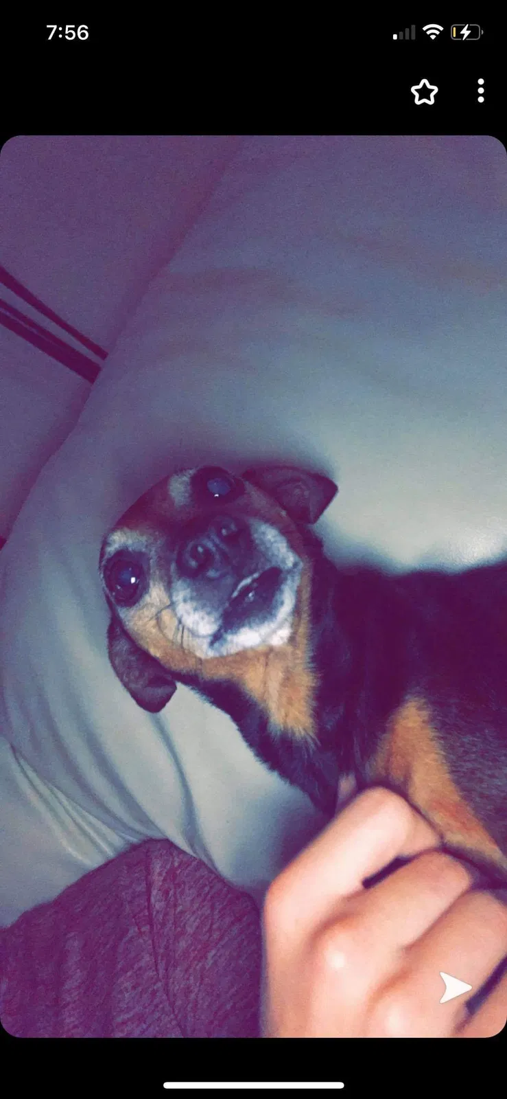 Lost dog in Carriere, MS, 39426