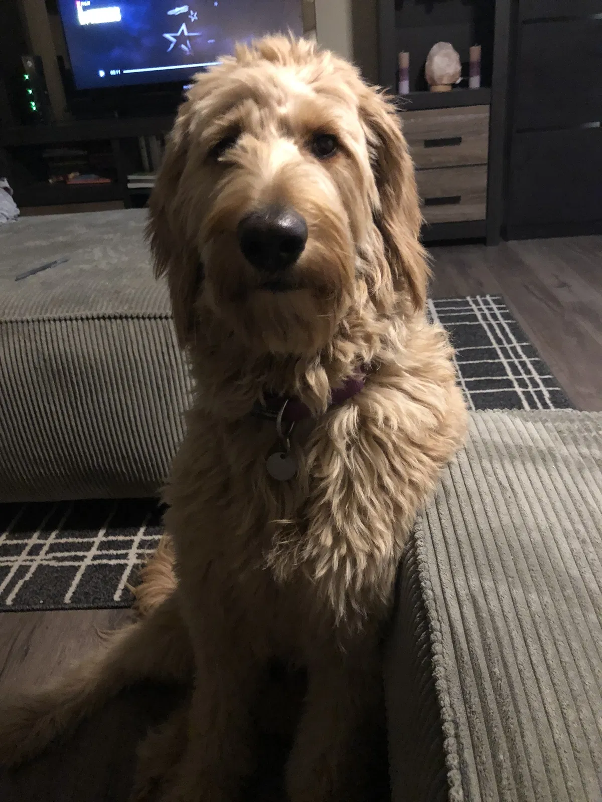 Lost dog in Sacramento, CA, 95820