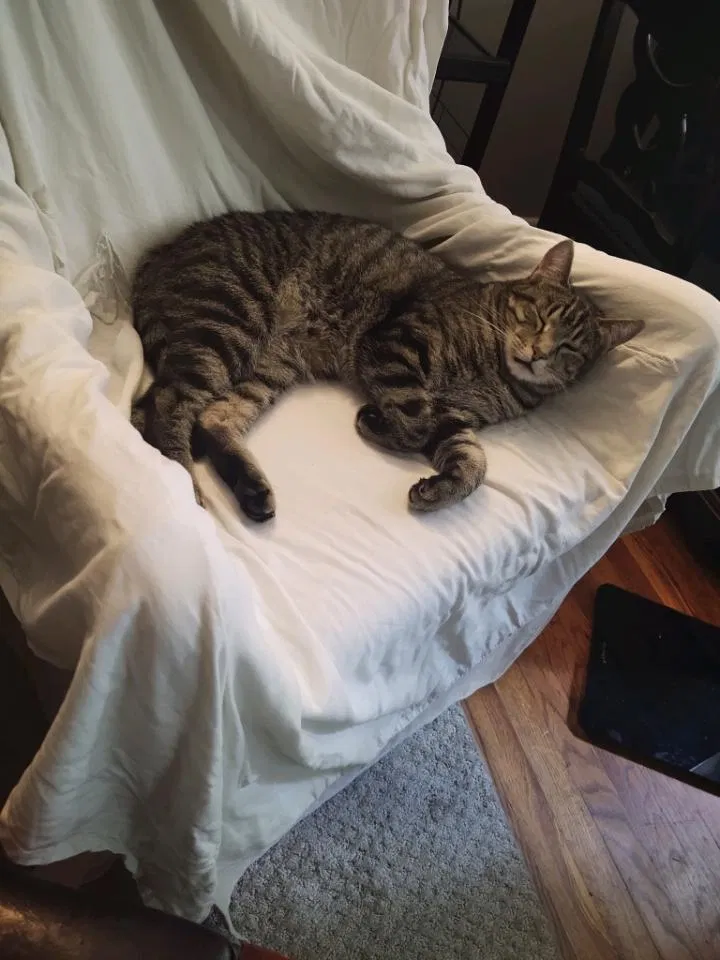 Lost cat in Hickory, NC, 28601
