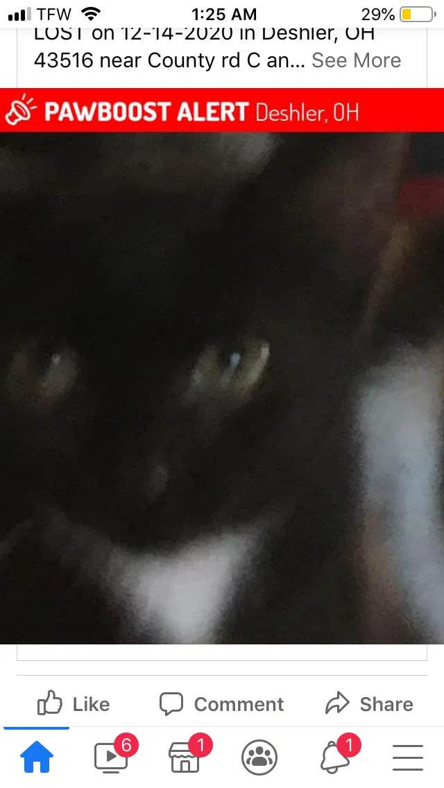 Lost cat in Deshler, OH, 43516