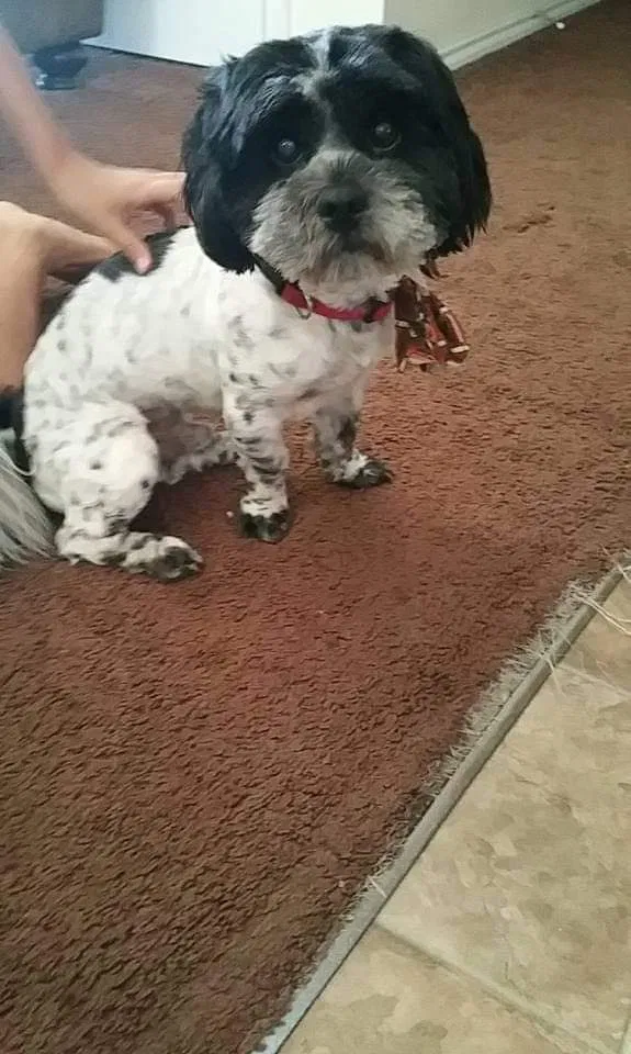 Lost dog in Lubbock, TX, 79415