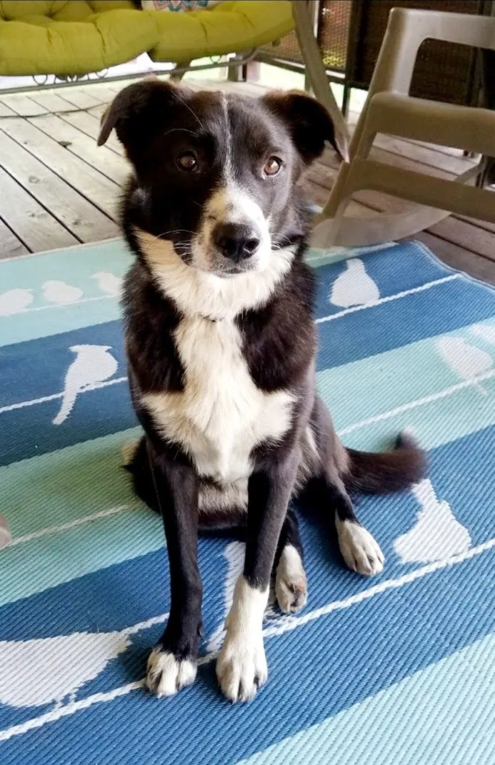 Lost dog in Mineral Ridge, OH, 44440