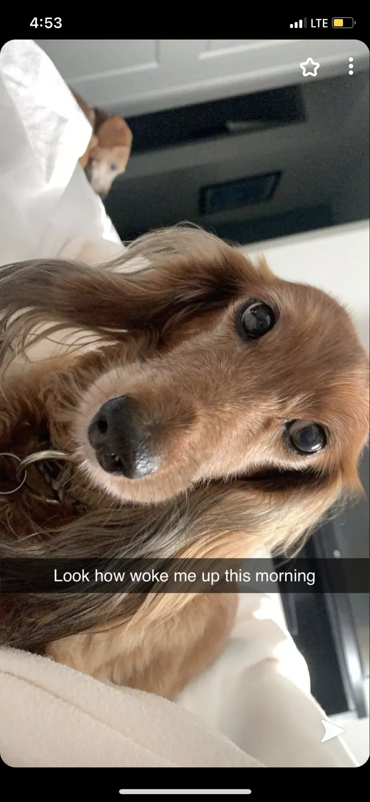 Lost dog in Shreveport, LA, 71106