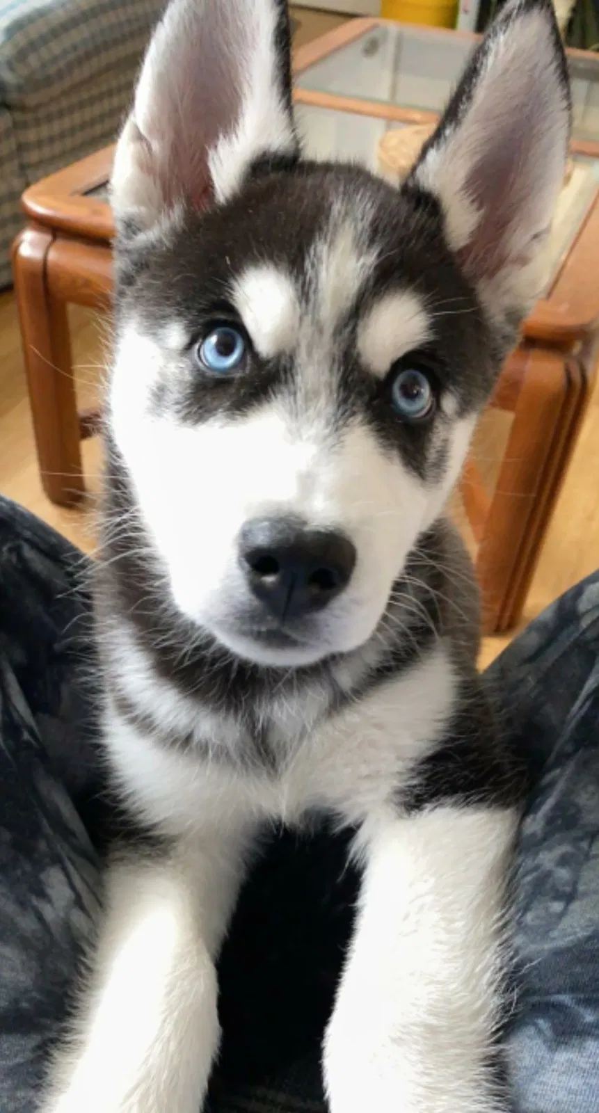 Lost dog in Silver Spring, MD, 20906