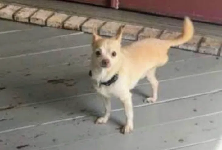 Lost dog in Austin, TX, 78727