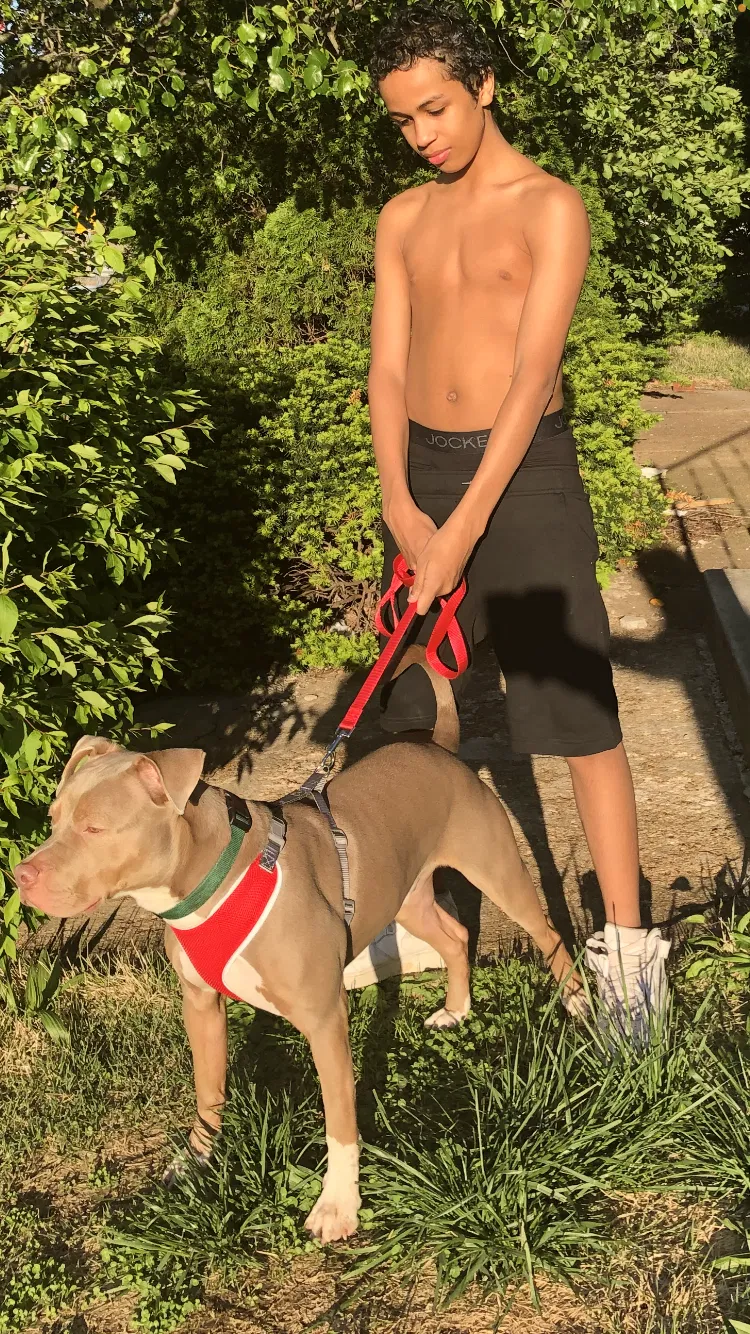 Lost dog in Saint Louis, MO, 63111