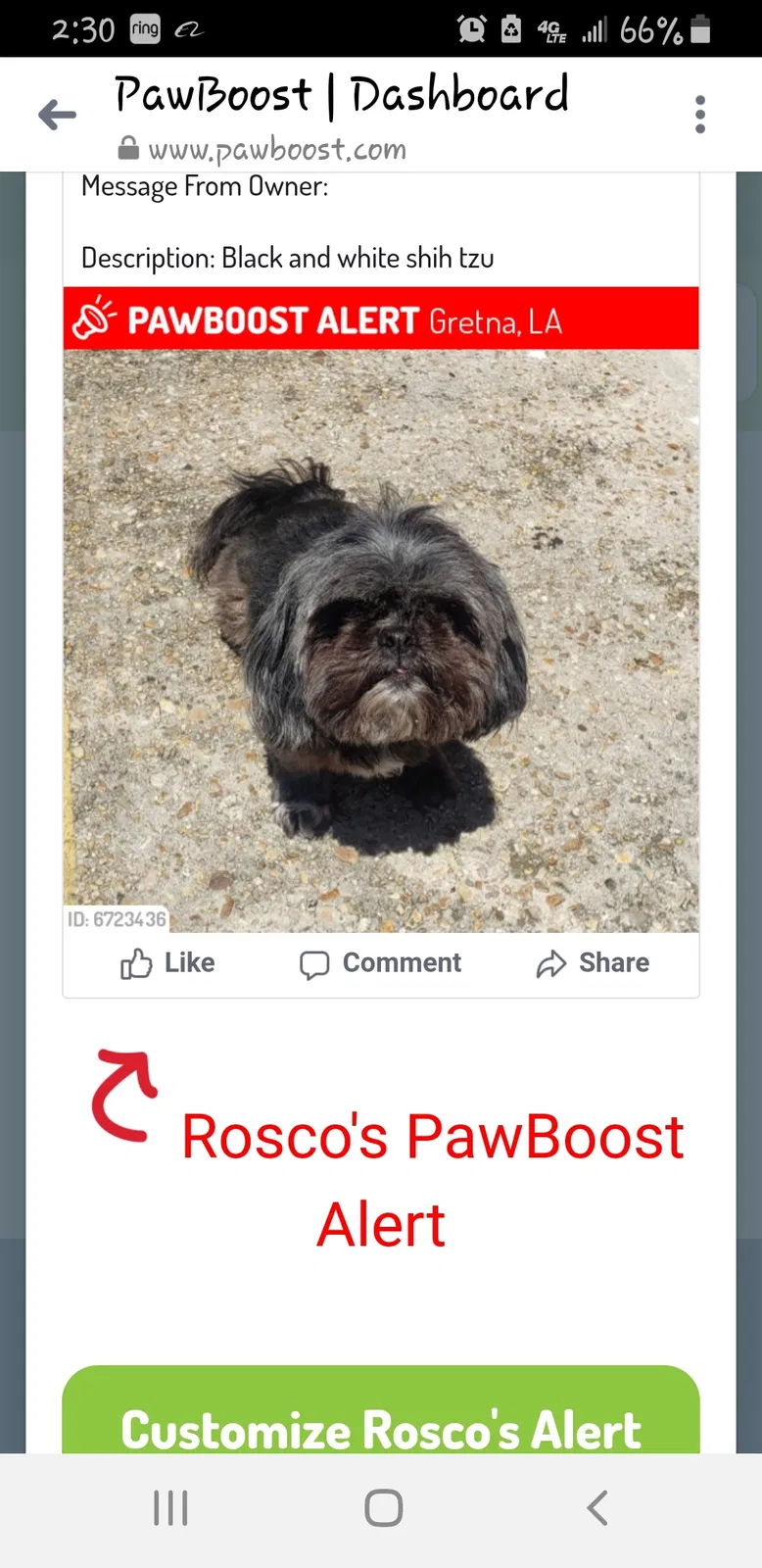 Lost dog in Gretna, LA, 70053