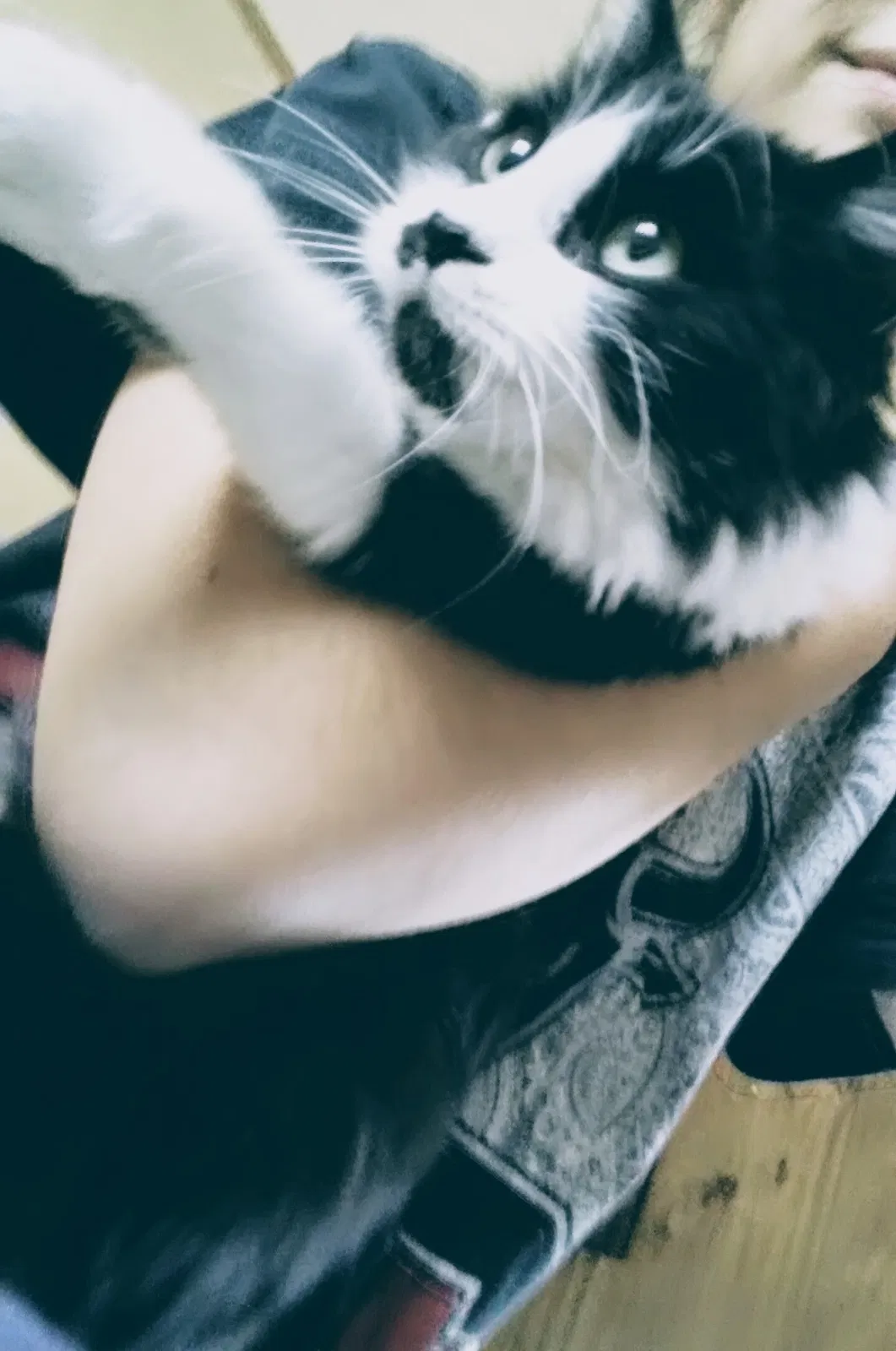 Lost cat in Franklinville, NC, 27248