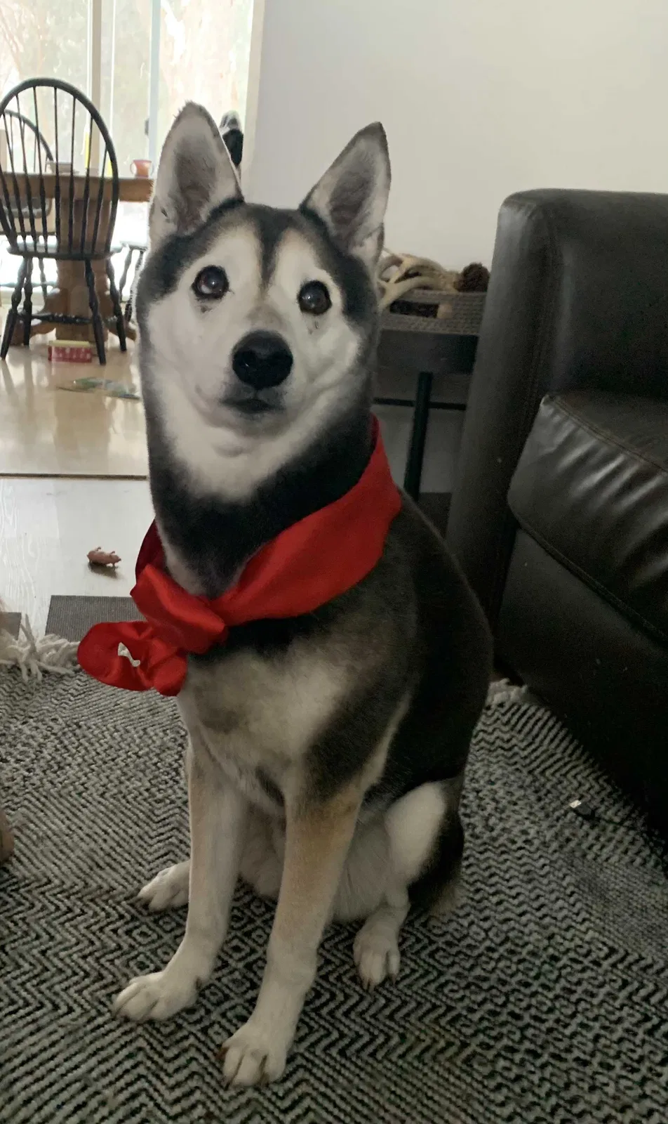 Lost dog in Green Bay, WI, 54301