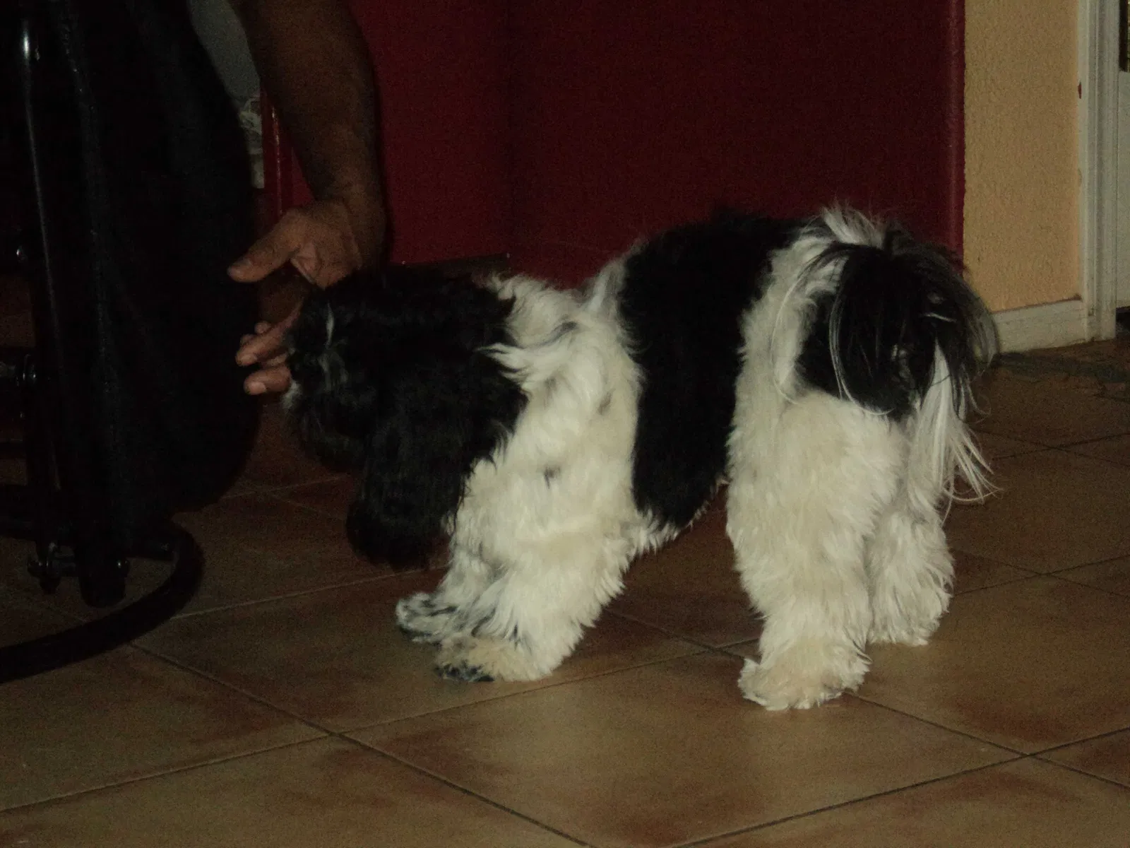 Lost dog in Tucson, AZ, 85747